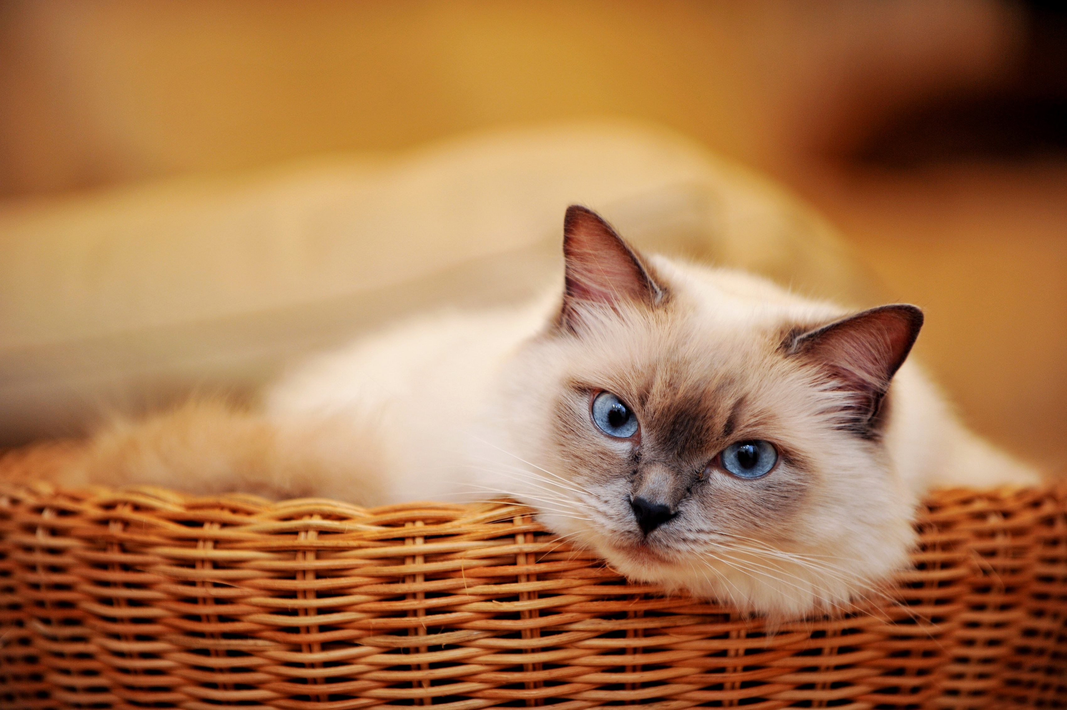 Baixe gratuitamente a imagem Animais, Gatos, Gato, Olhos Azuis na área de trabalho do seu PC