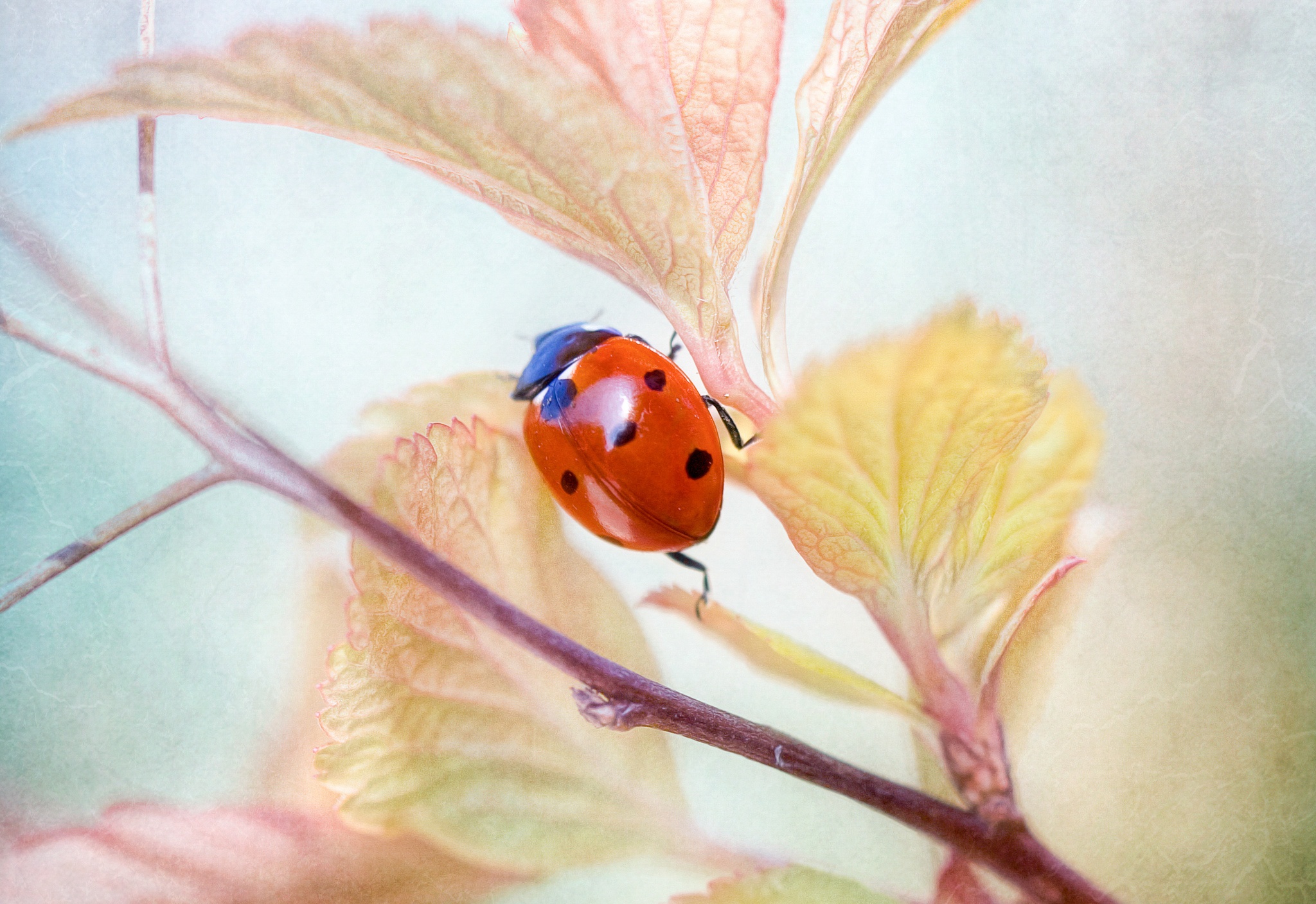 Download mobile wallpaper Macro, Insect, Animal, Ladybug for free.