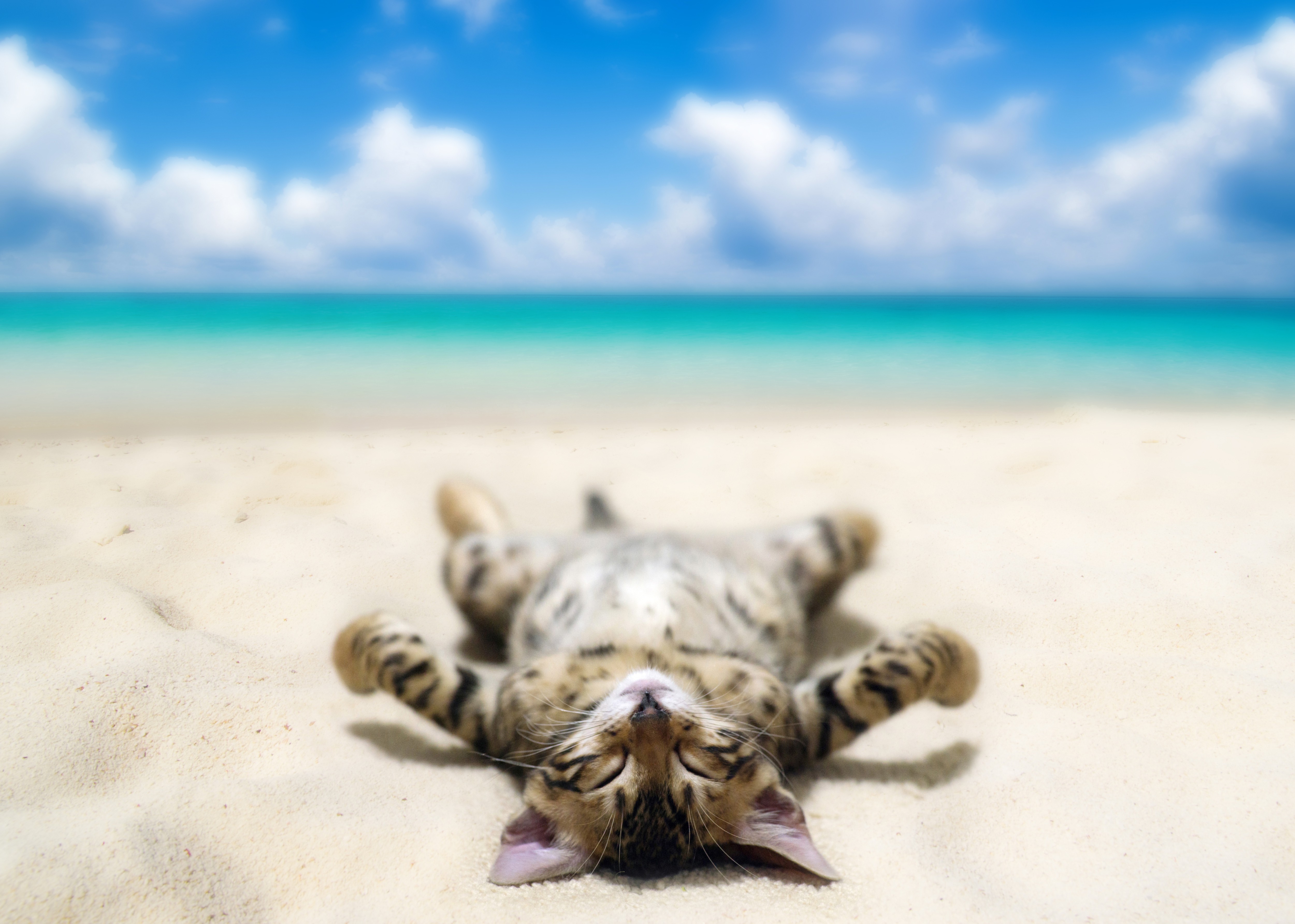 PCデスクトップにビーチ, ネコ, 猫, 横たわる, ユーモア画像を無料でダウンロード