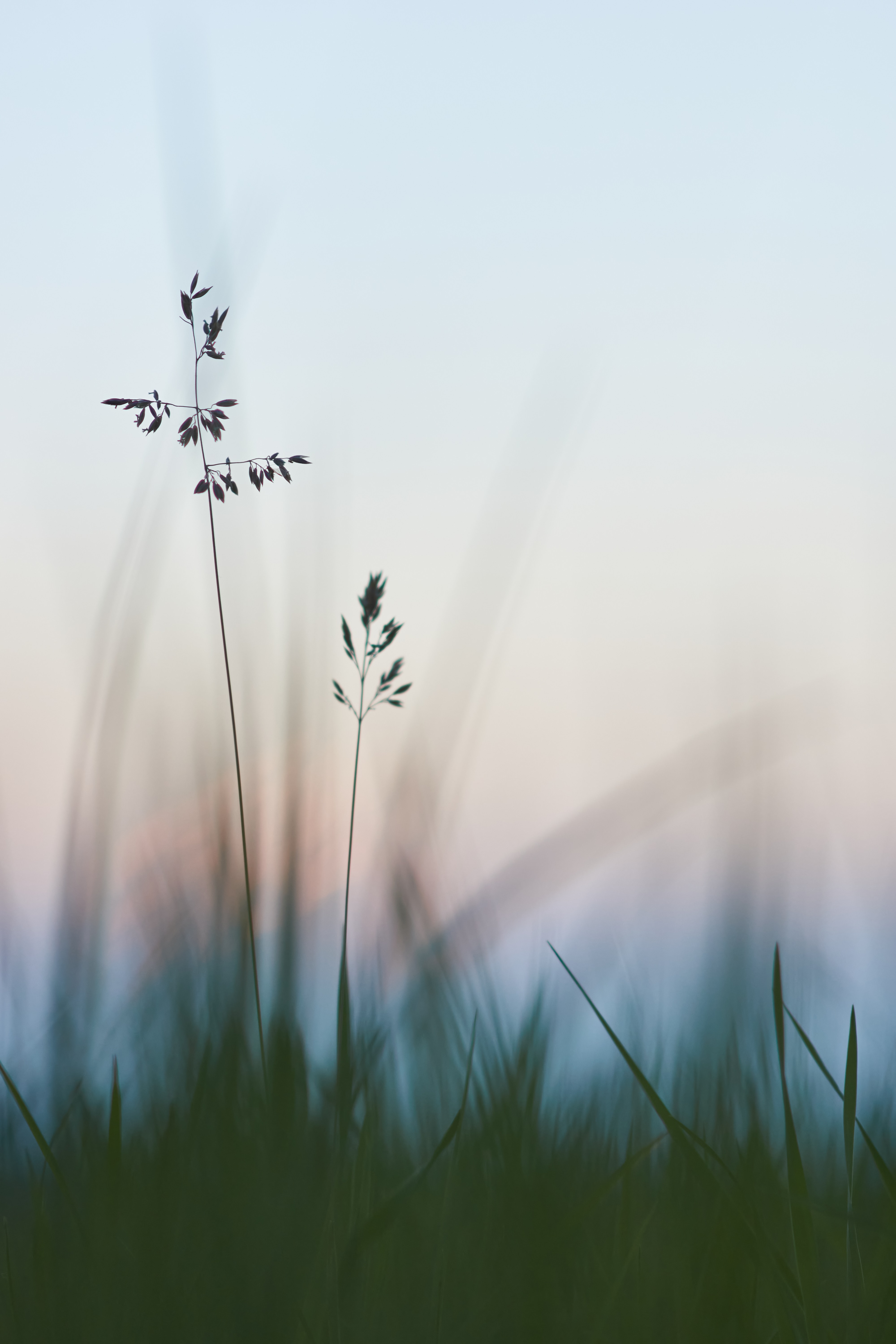 Laden Sie das Grass, Makro, Nahaufnahme, Pflanzen-Bild kostenlos auf Ihren PC-Desktop herunter