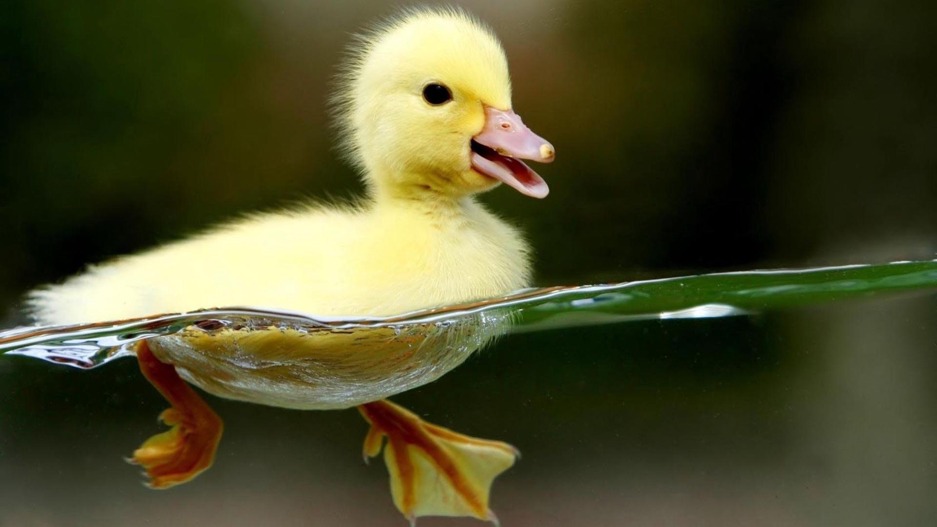 Download mobile wallpaper Animal, Duck for free.
