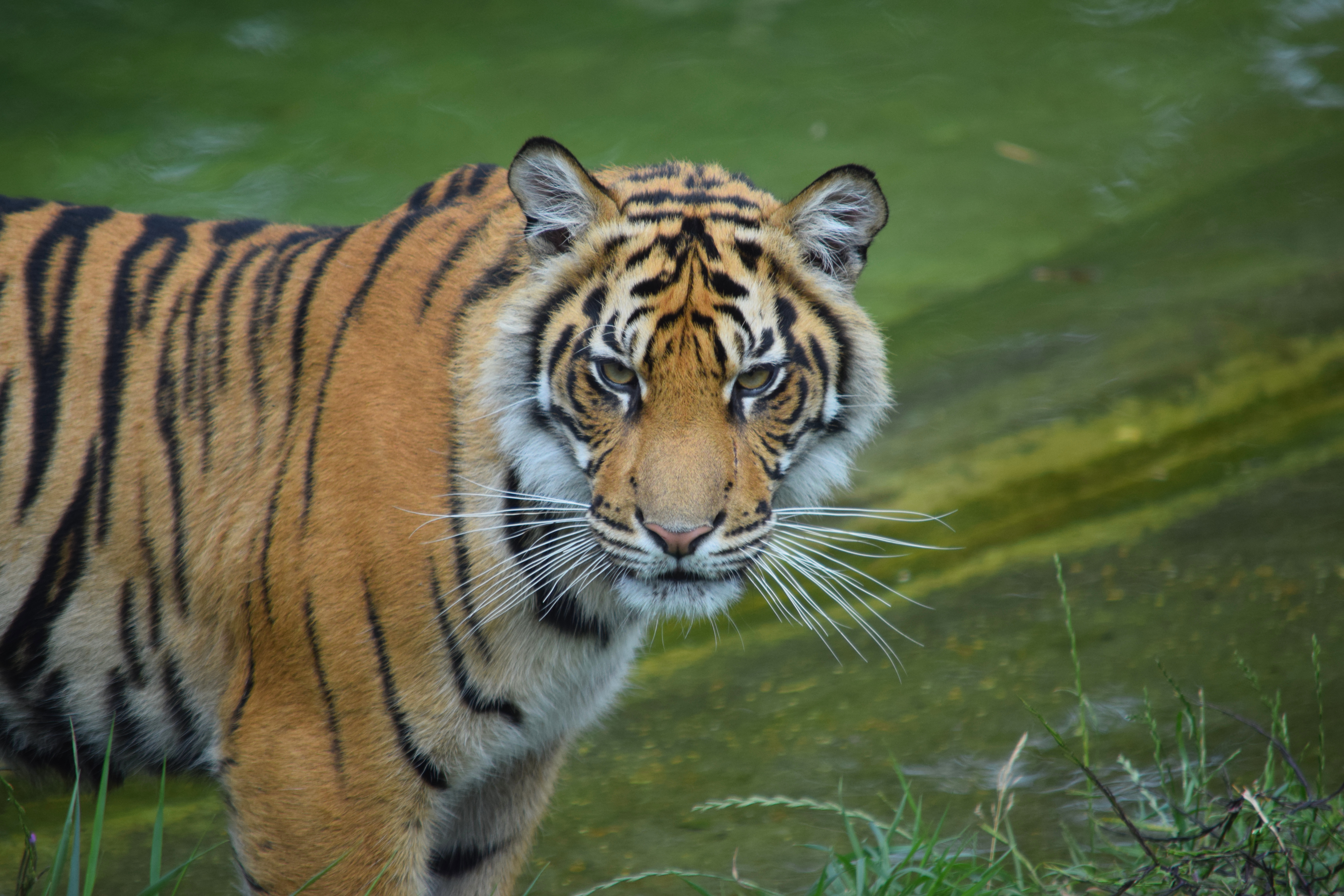 tiger, animals, predator, big cat, sight, opinion, wild wallpaper for mobile