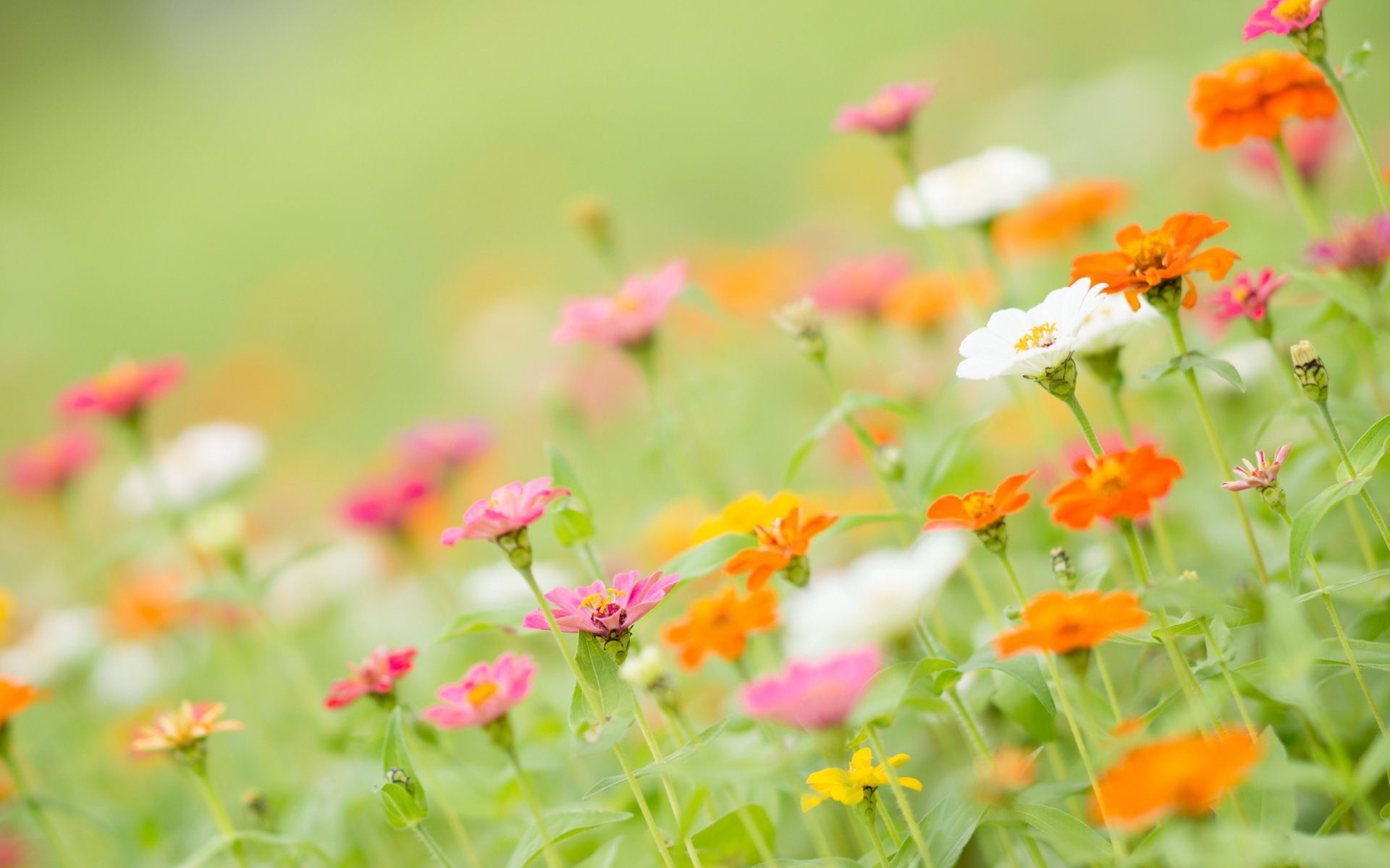 PCデスクトップに自然, フラワーズ, 夏, 花, 地球, ぼかし, 白い花, ピンクの花, オレンジフラワー画像を無料でダウンロード