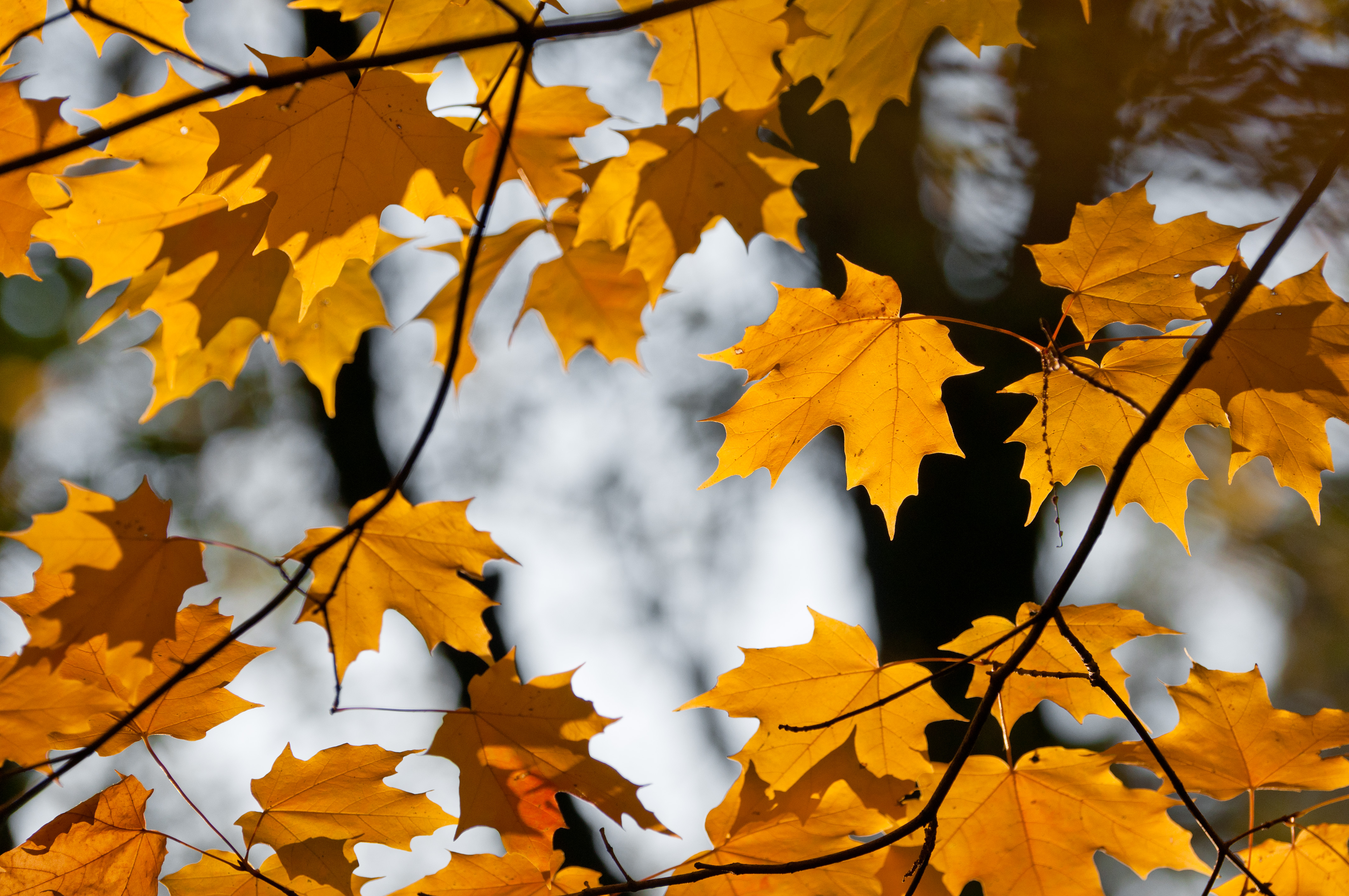 Free download wallpaper Nature, Branches, Leaves, Maple, Autumn on your PC desktop
