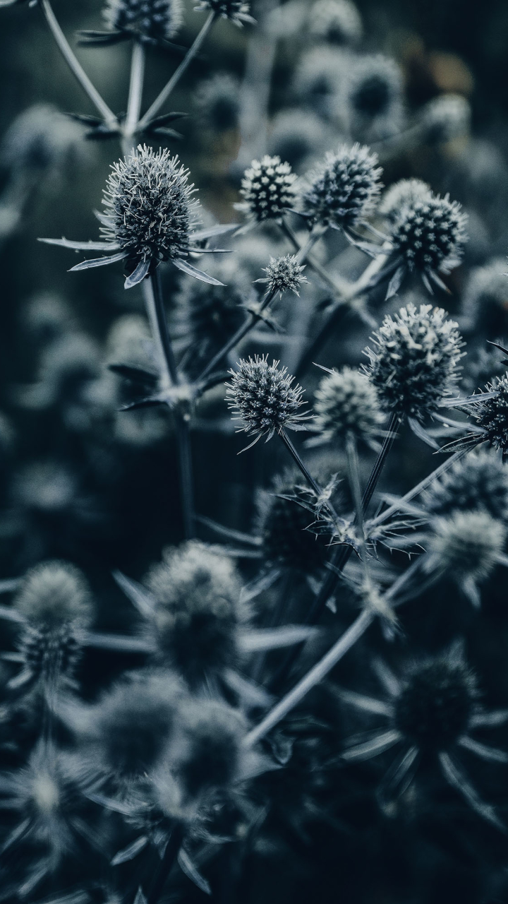 Téléchargez des papiers peints mobile Fleur, Plante, Terre/nature gratuitement.