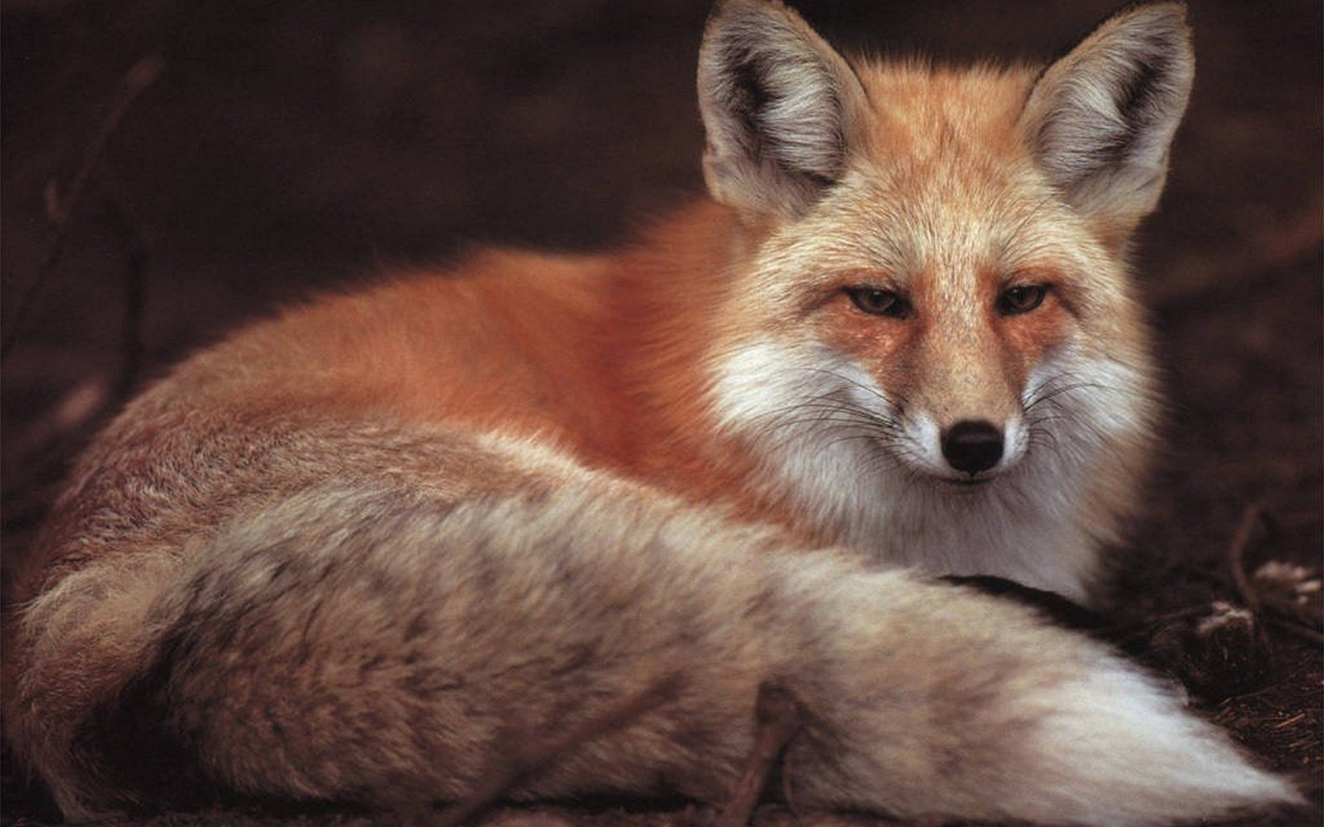 Free download wallpaper Fox, Animal on your PC desktop