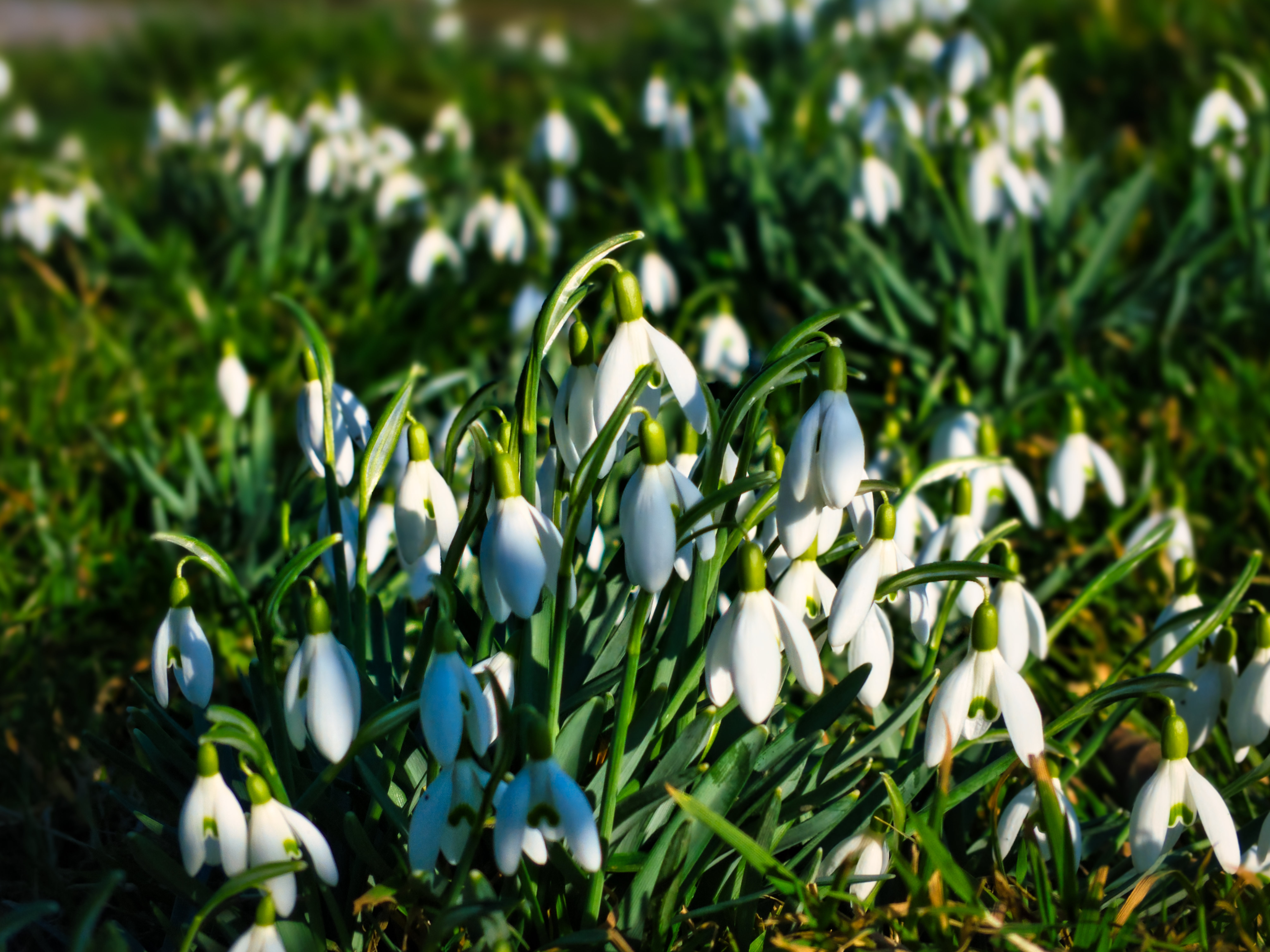 Descarga gratis la imagen Flores, Snowdrops, Macro, Primavera, Plantas en el escritorio de tu PC