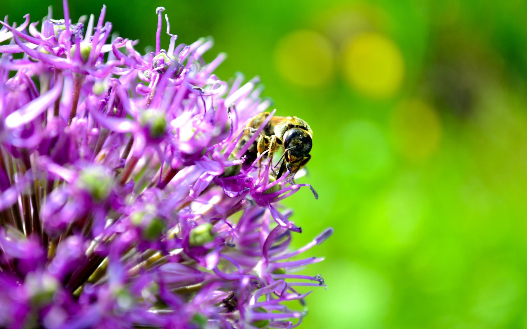 152824 descargar imagen fondo, flor, macro, abeja, polinización: fondos de pantalla y protectores de pantalla gratis