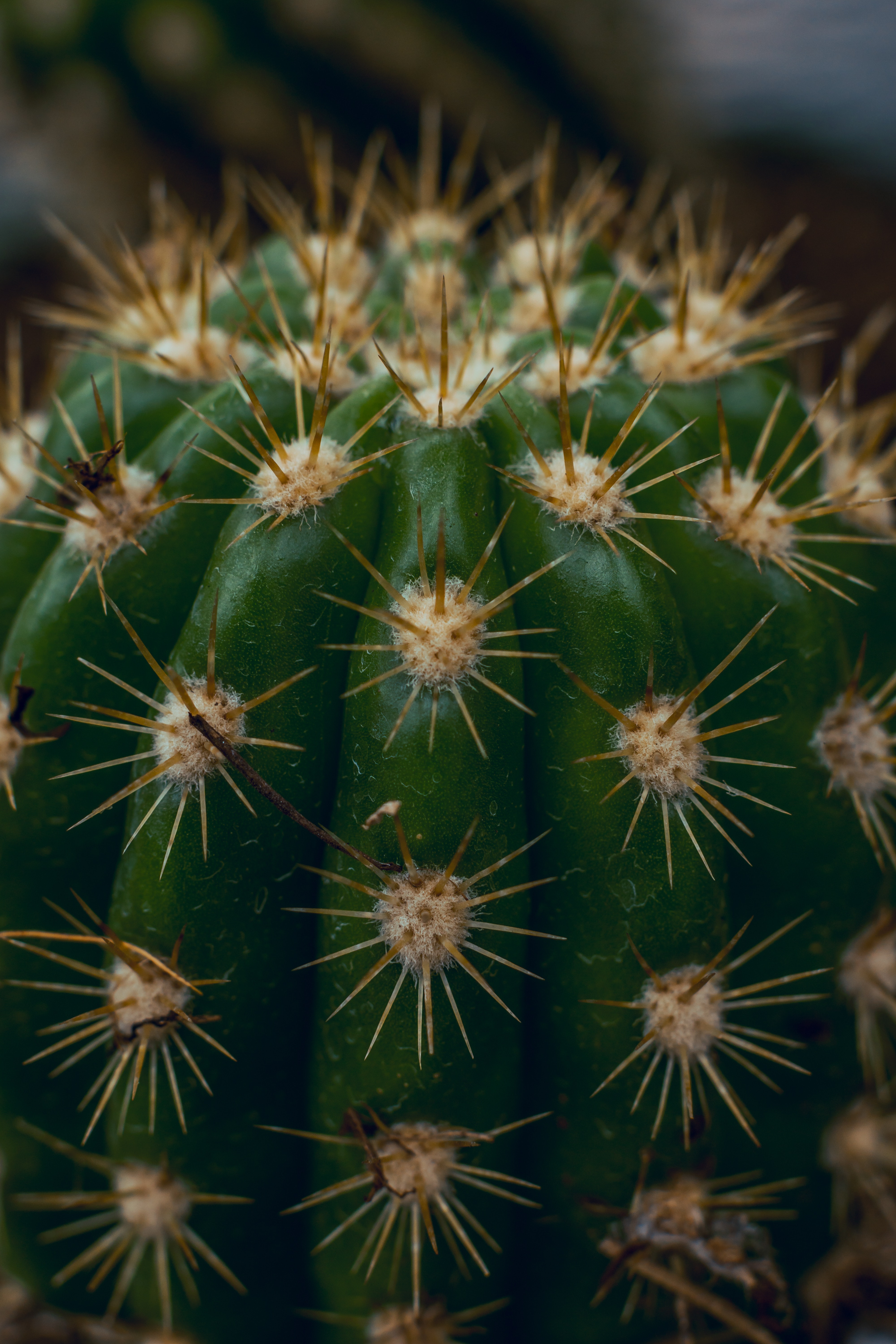 macro, barbed, spiny, cactus, thorns, spikes, succulent