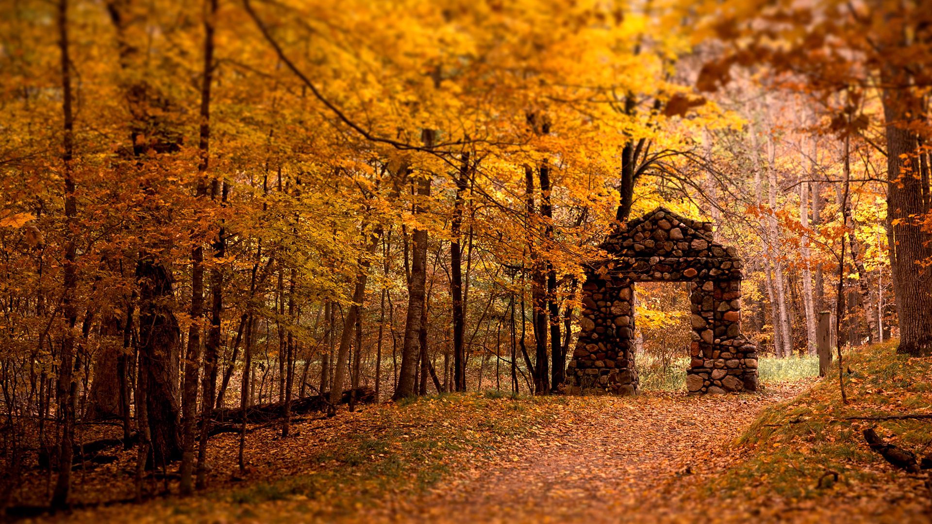 72628 завантажити картинку осінь, природа, дерева, камені, листя, ліс, стіна, відкриття, отвір - шпалери і заставки безкоштовно