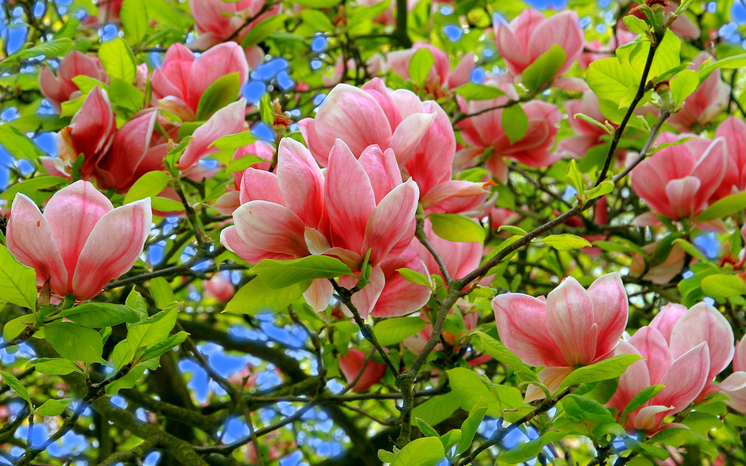 378958 descargar imagen tierra/naturaleza, magnolia, florecer, rama, de cerca, flor, flor de magnolia, naturaleza, flor rosa, árboles: fondos de pantalla y protectores de pantalla gratis
