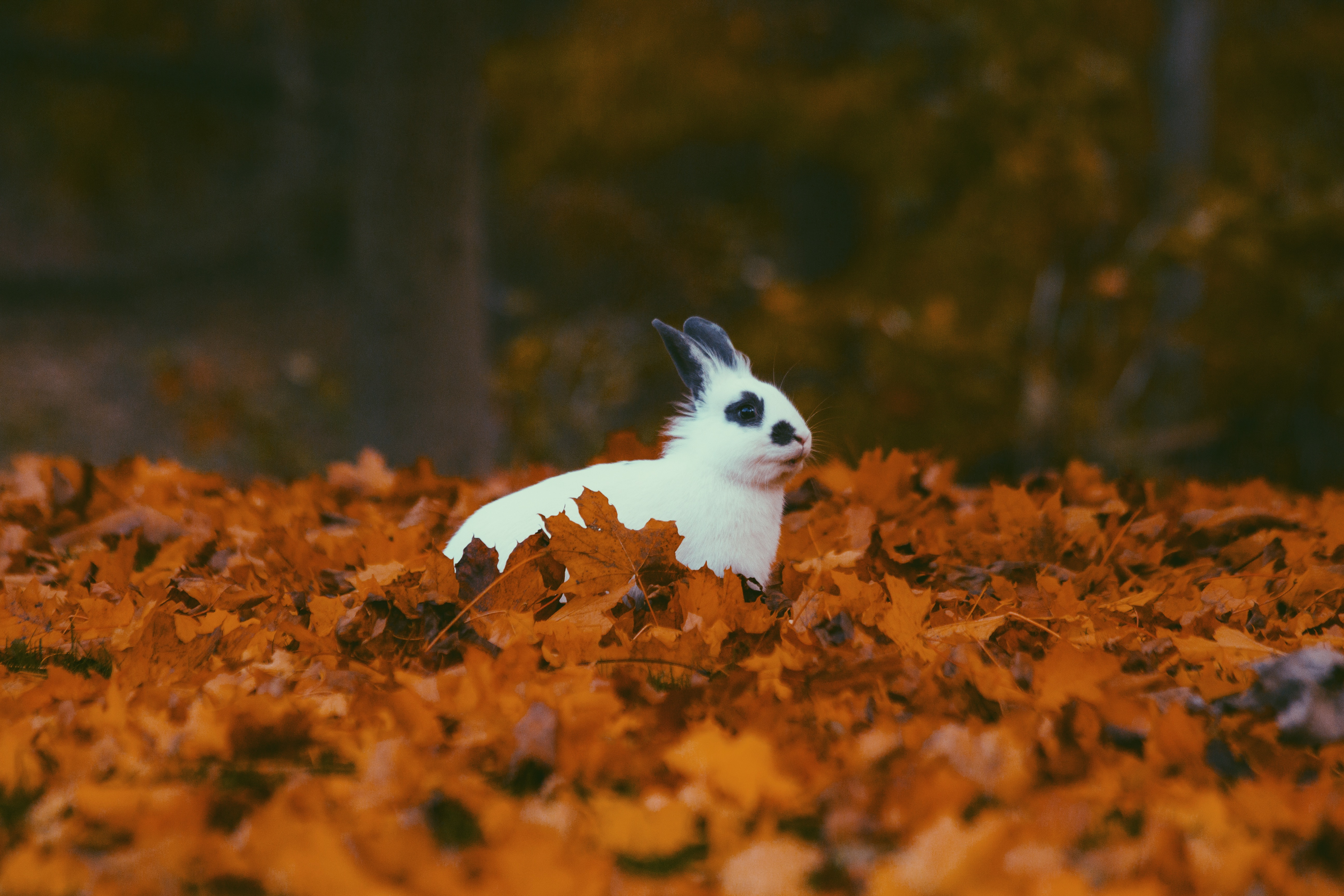 autumn, animals, foliage, rabbit FHD, 4K, UHD