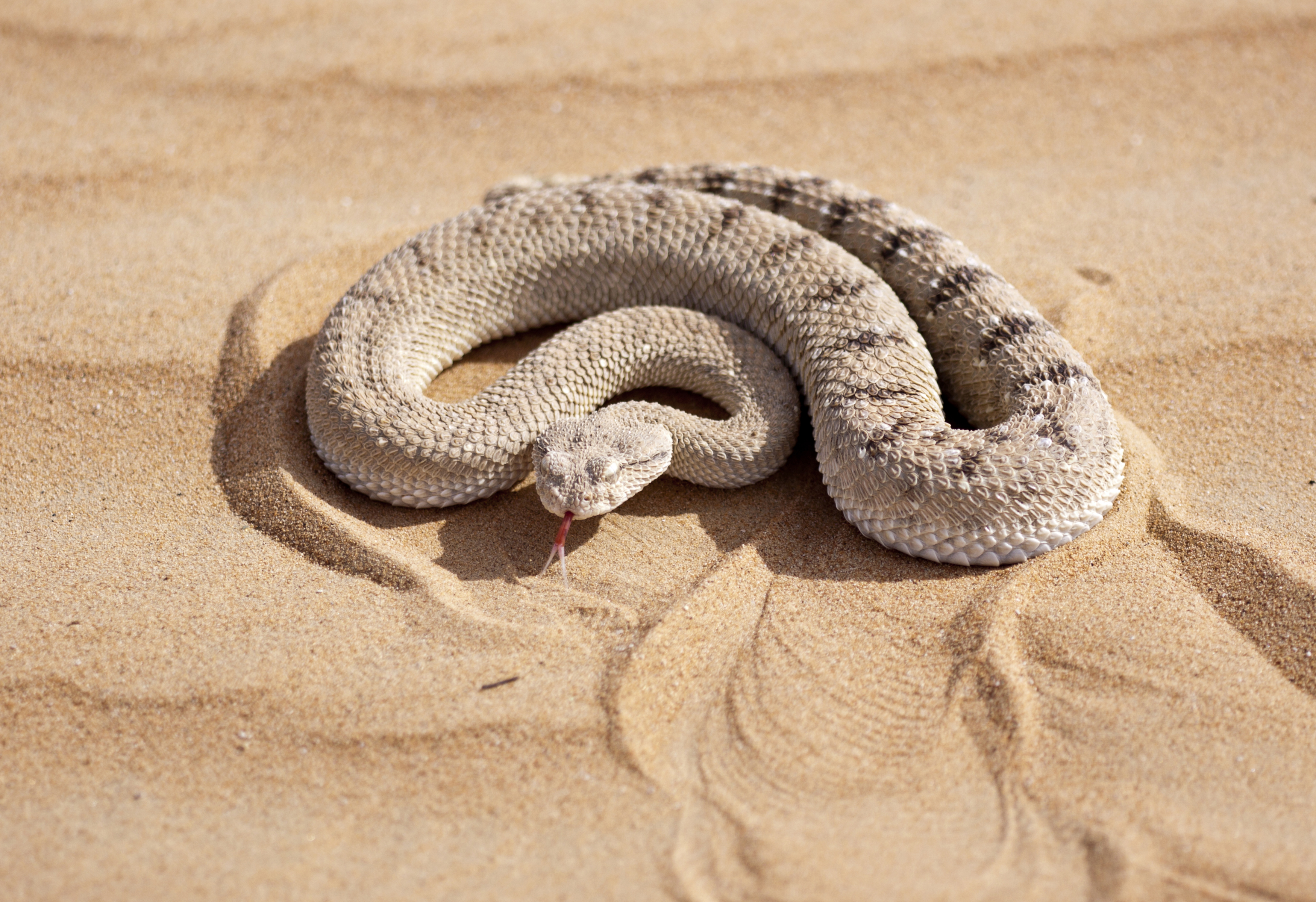 Laden Sie das Tiere, Sand, Reptil, Schlange, Reptilien, Viper-Bild kostenlos auf Ihren PC-Desktop herunter