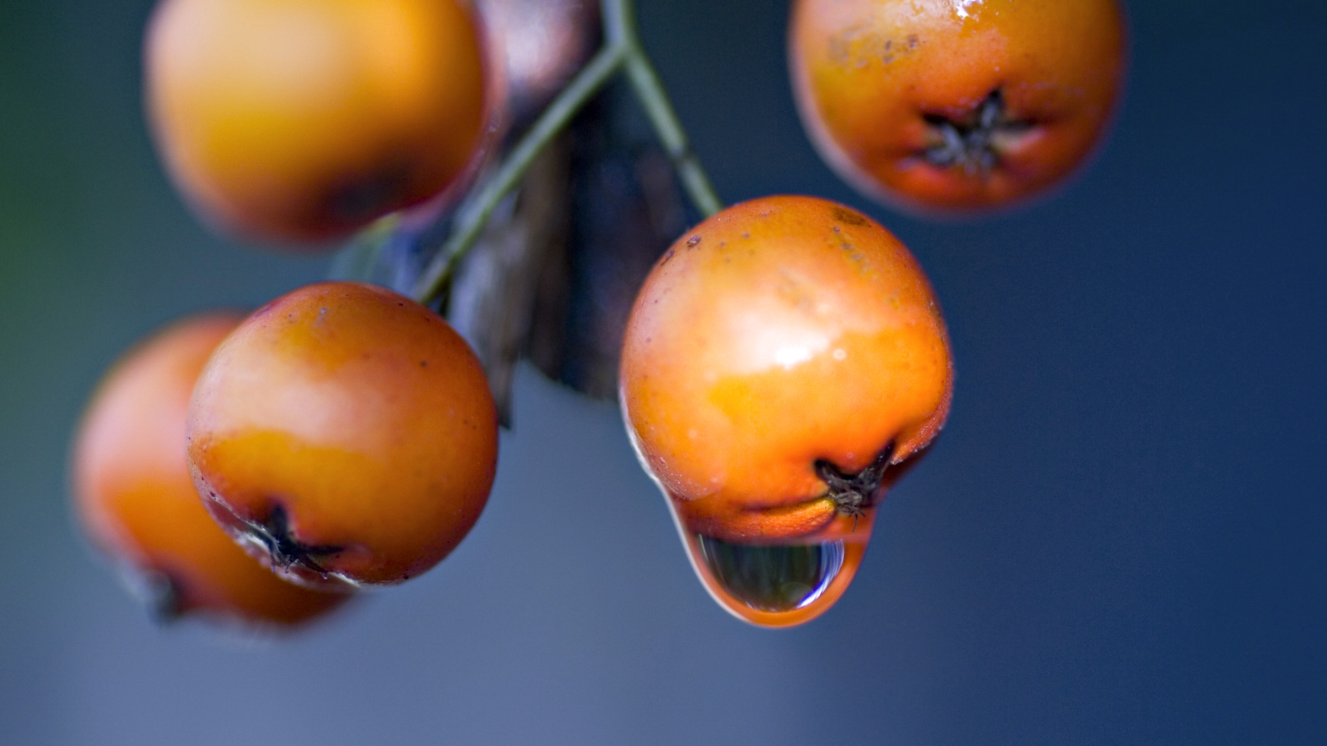 Free download wallpaper Food, Berry on your PC desktop