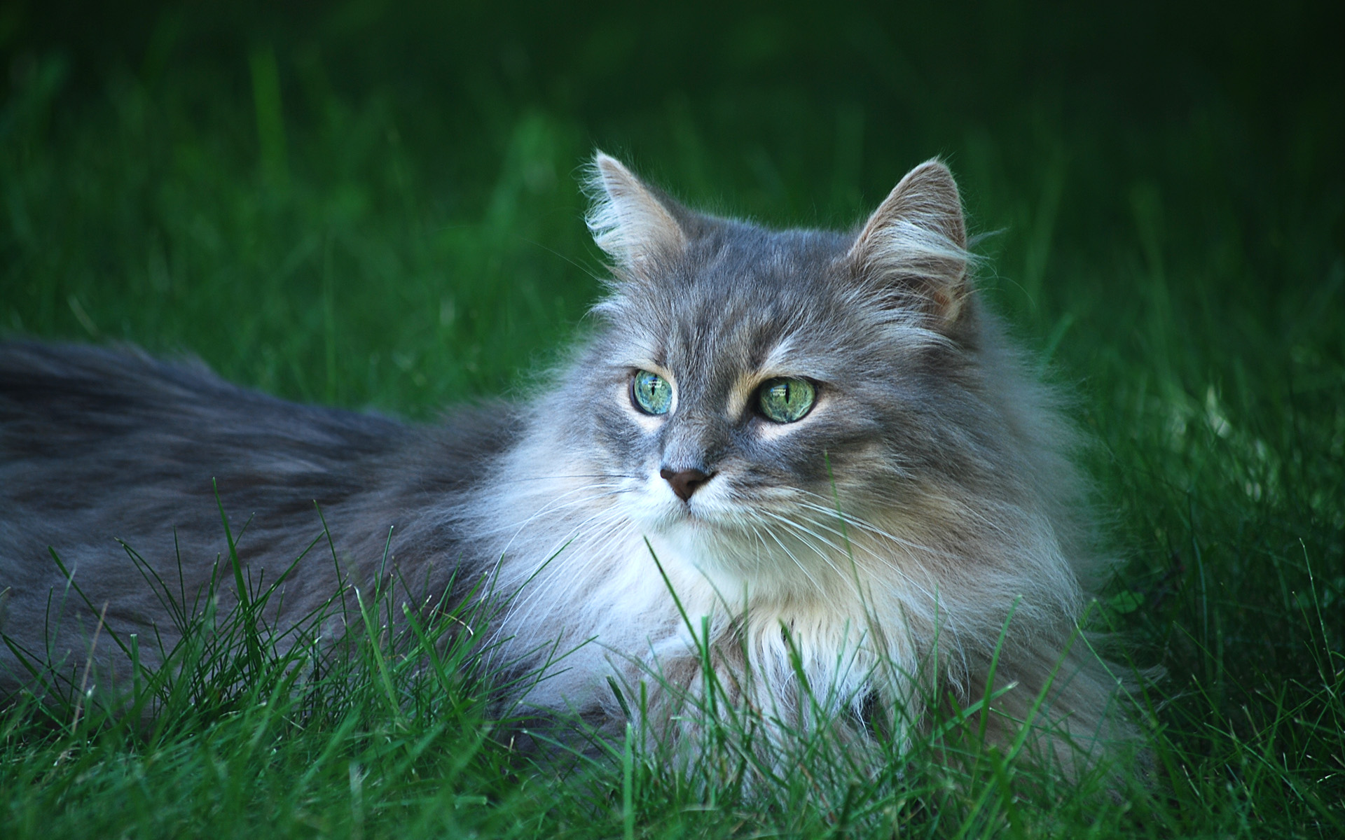 PCデスクトップに動物, ネコ, ふわふわ, 緑の目画像を無料でダウンロード