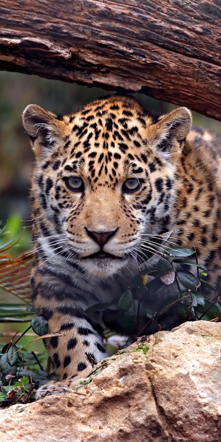 Download mobile wallpaper Cats, Jaguar, Leopard, Animal for free.