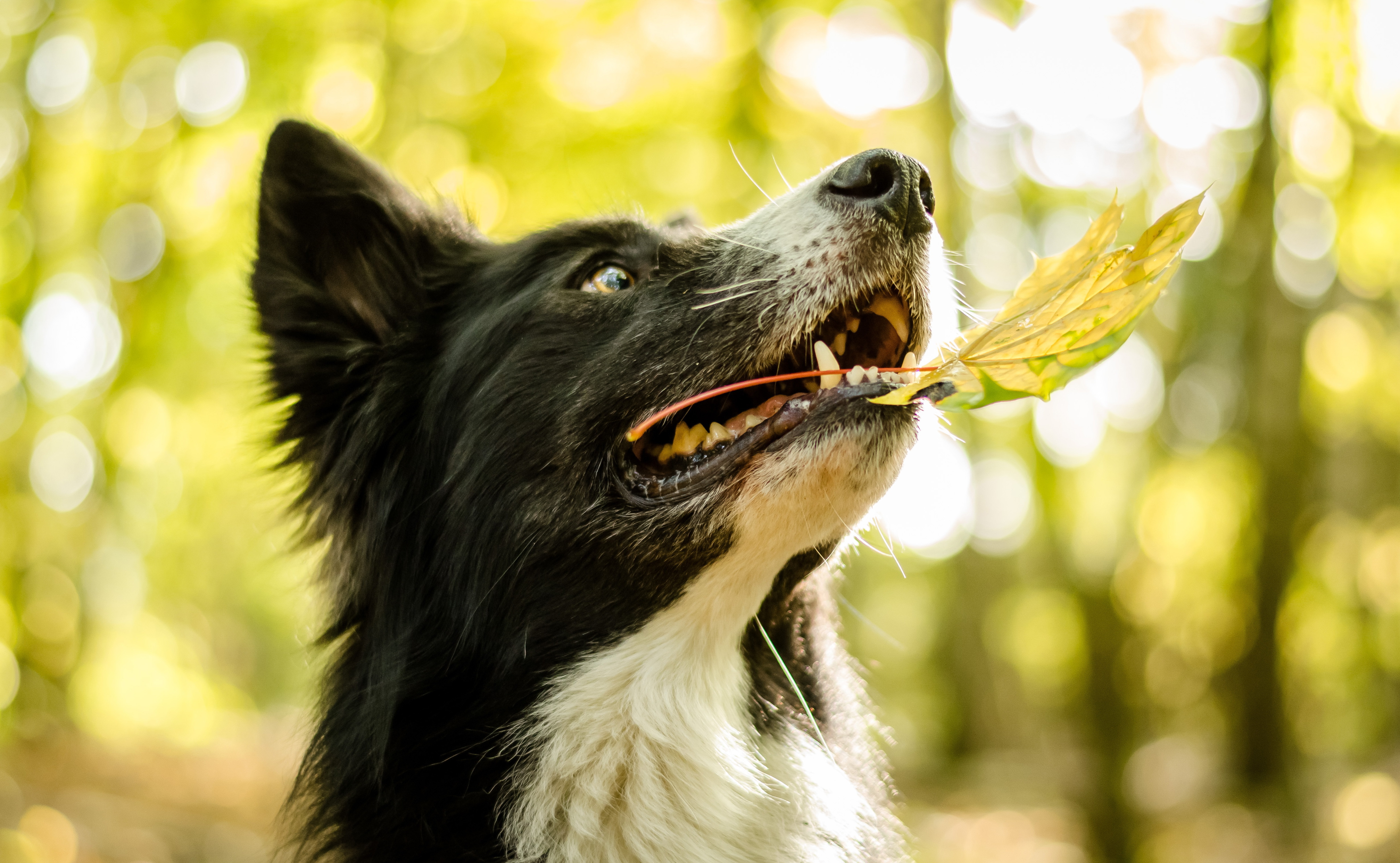 Download mobile wallpaper Dogs, Dog, Muzzle, Leaf, Animal, Bokeh, Border Collie for free.