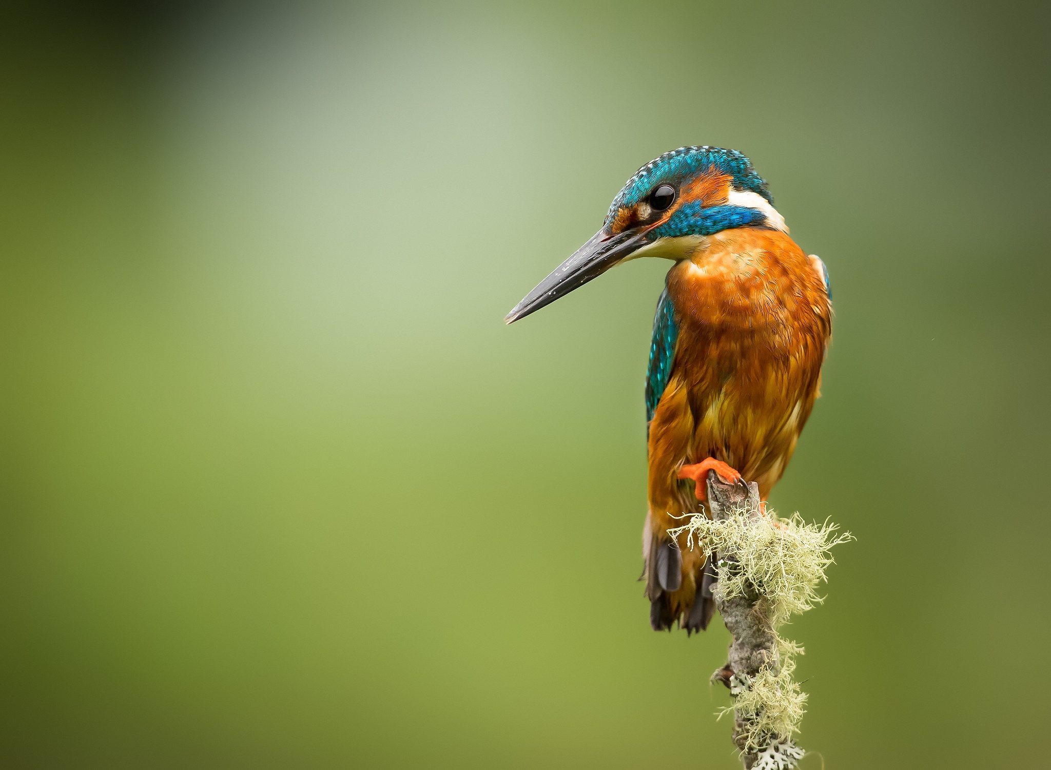 Download mobile wallpaper Birds, Bird, Animal, Kingfisher for free.