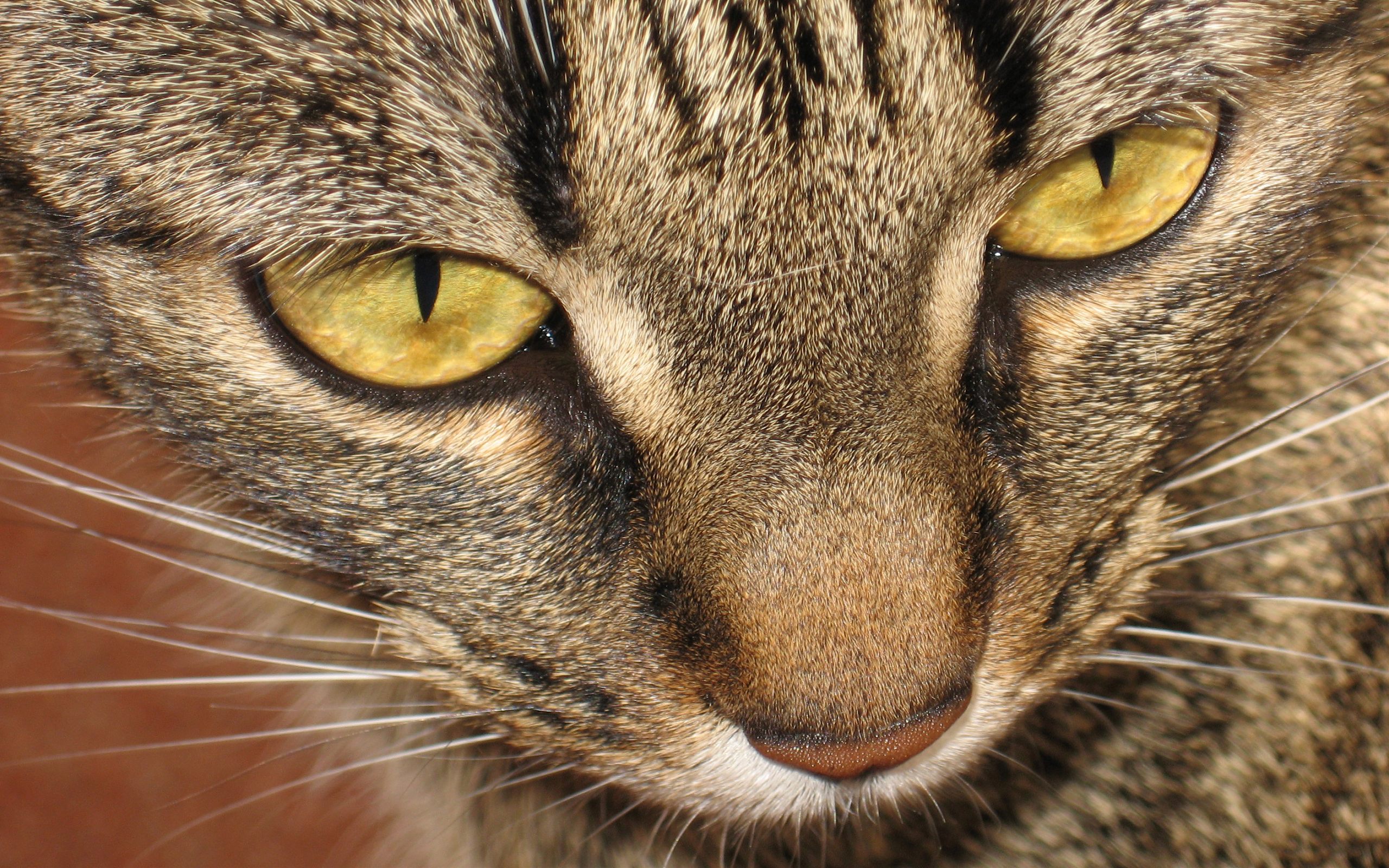 Baixe gratuitamente a imagem Animais, Gatos, Gato na área de trabalho do seu PC