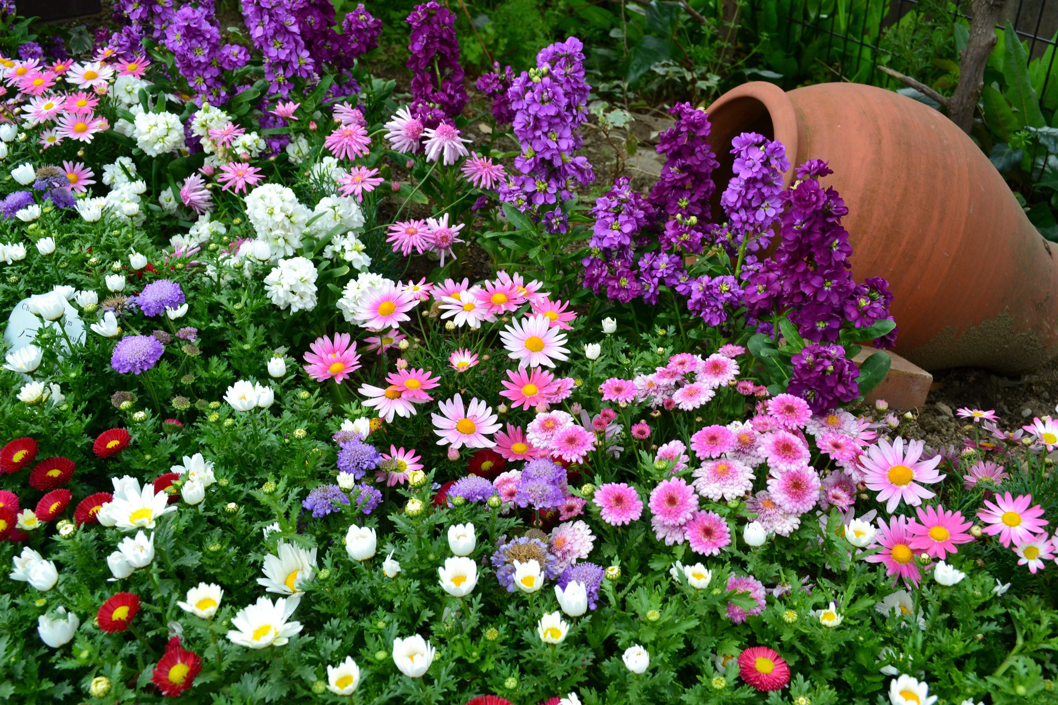 76206 завантажити шпалери сад, квіти, зелень, зелені, клумба, клумбі, ваза, багато, різні, різний - заставки і картинки безкоштовно