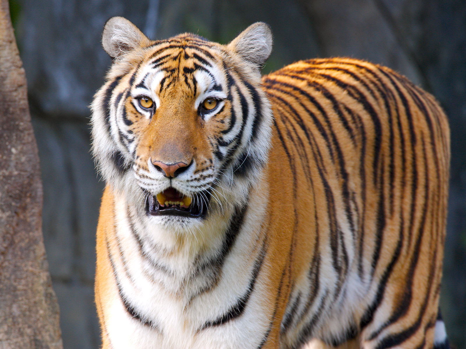 Baixar papel de parede para celular de Animais, Gatos, Tigre gratuito.