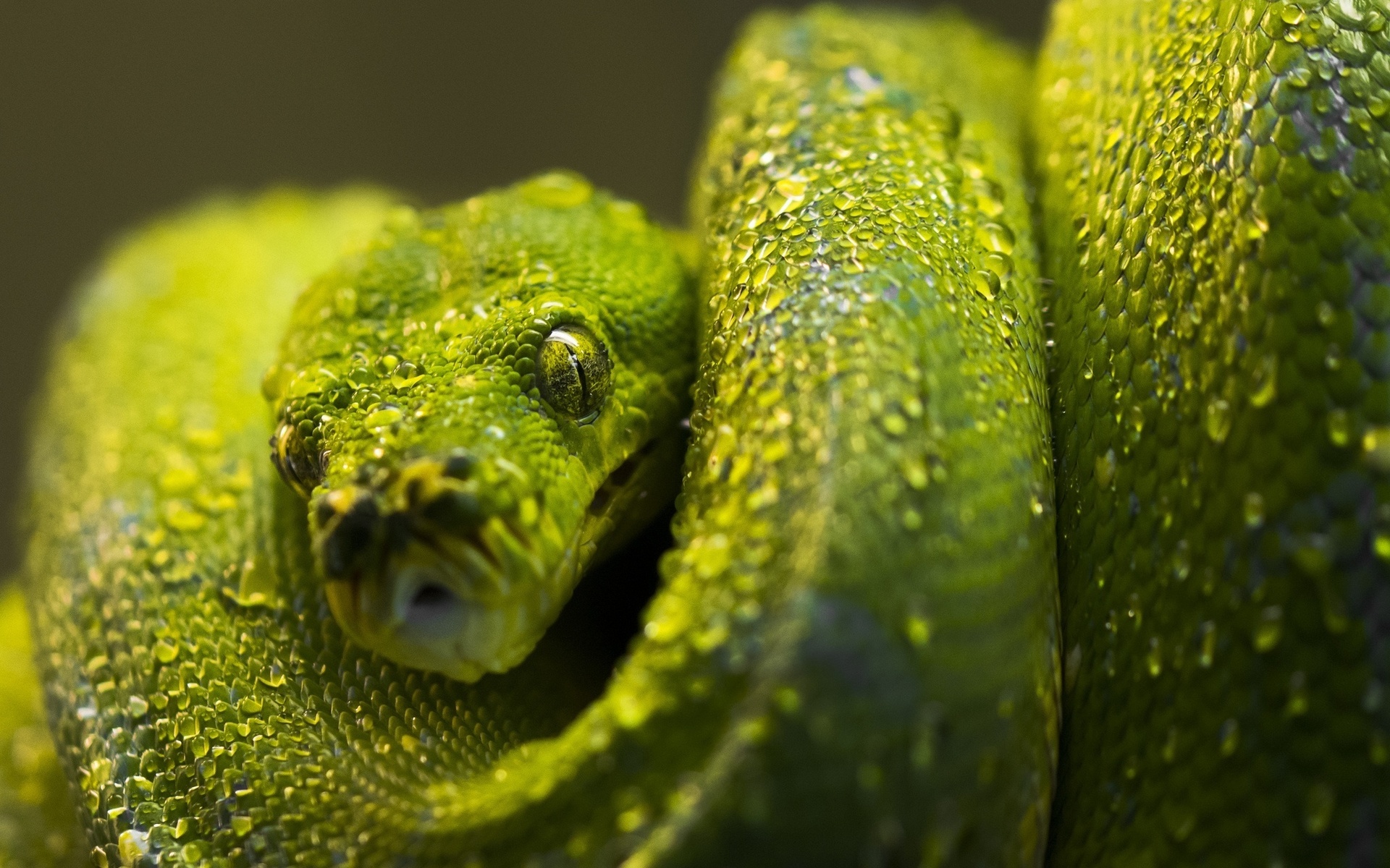Descarga gratis la imagen Animales, Reptiles, Víbora en el escritorio de tu PC