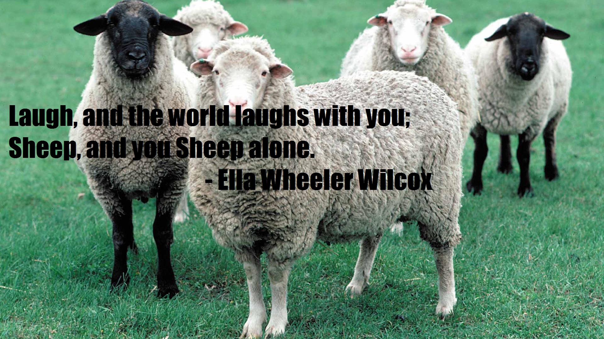 Download mobile wallpaper Sheep, Quote, Misc for free.