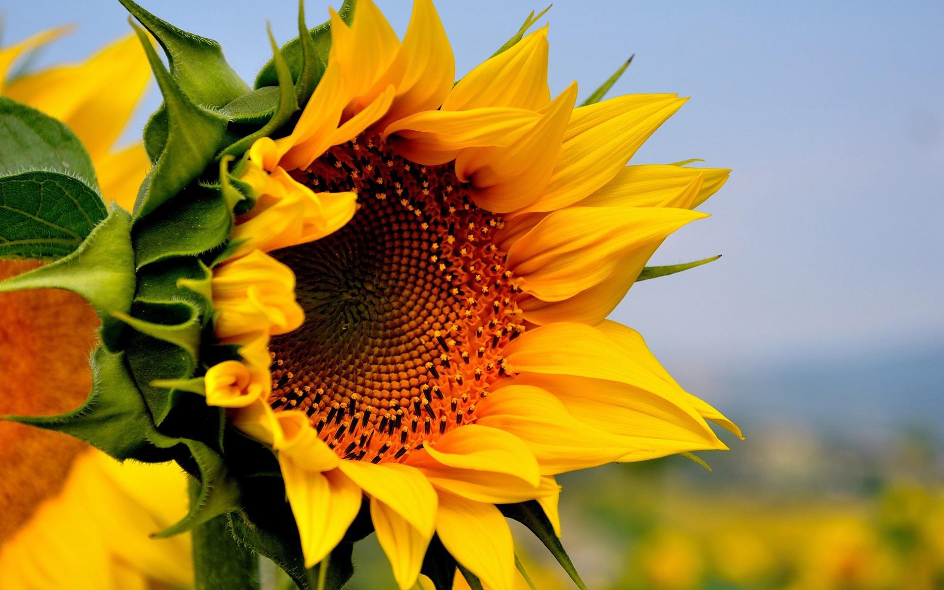 Descarga gratuita de fondo de pantalla para móvil de Naturaleza, Flores, Flor, De Cerca, Girasol, Flor Amarilla, Tierra/naturaleza.