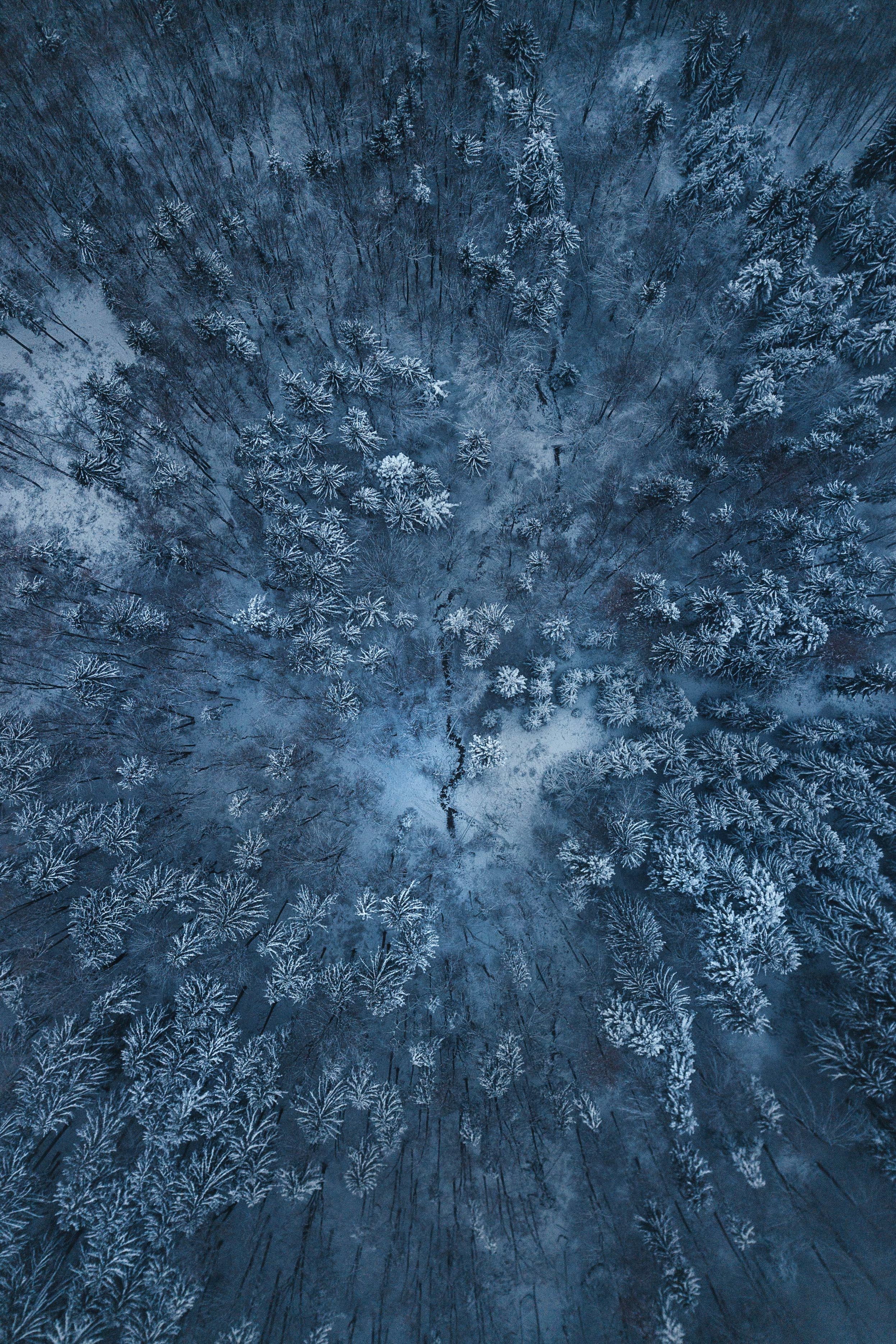 71831 скачать картинку зимний лес, природа, снег, вид сверху - обои и заставки бесплатно