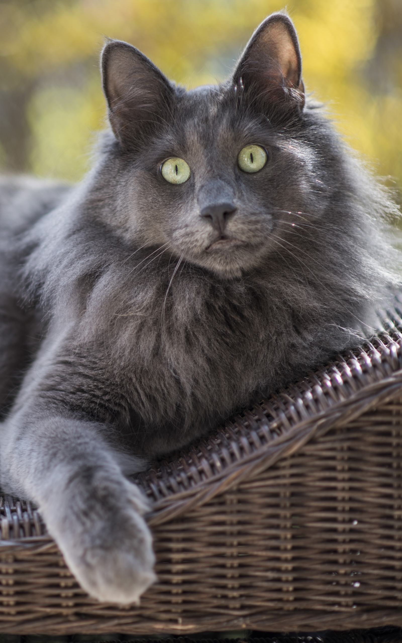 Laden Sie das Tiere, Katzen, Katze, Bokeh-Bild kostenlos auf Ihren PC-Desktop herunter