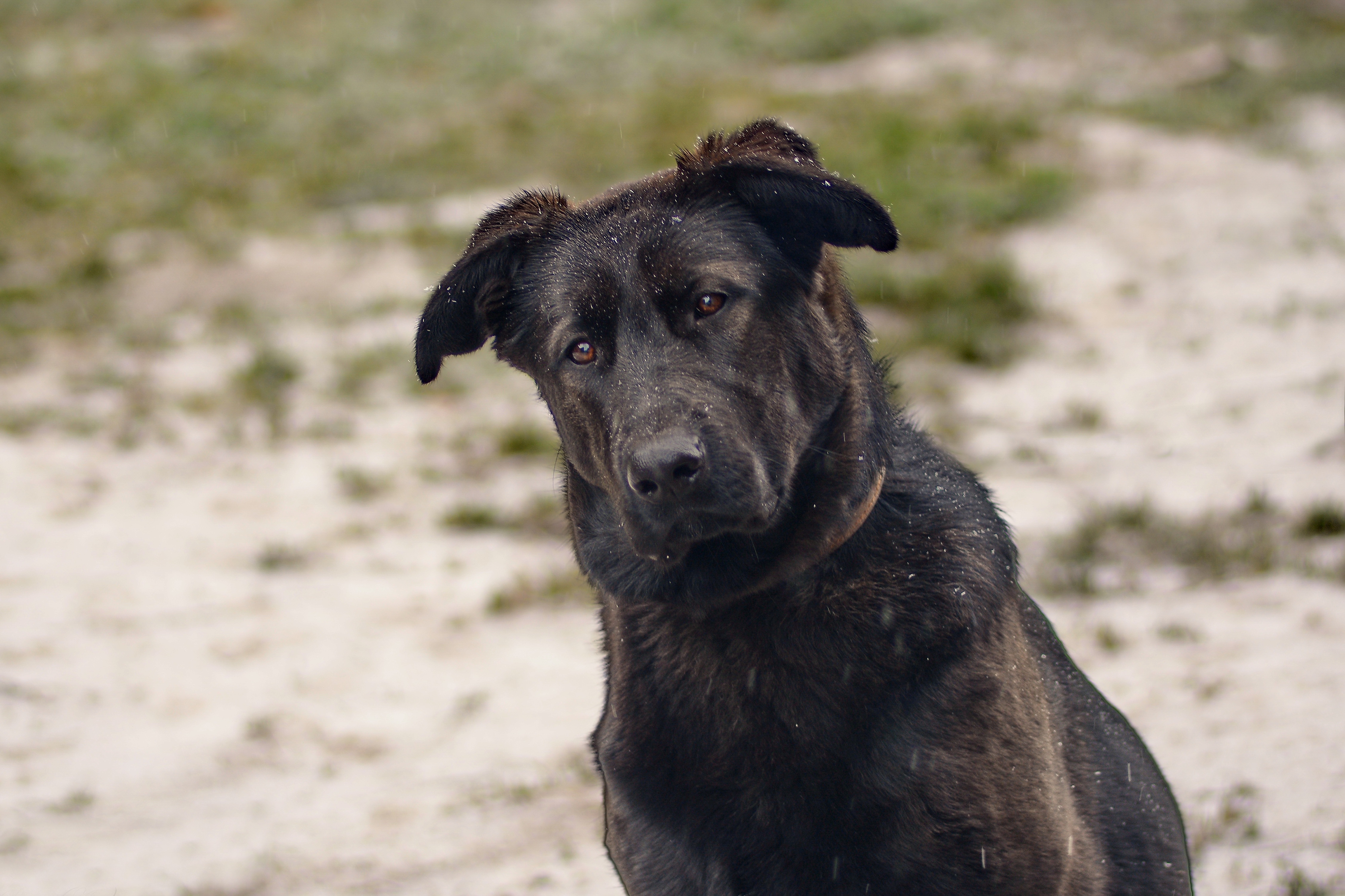 Handy-Wallpaper Tiere, Hunde, Hund kostenlos herunterladen.