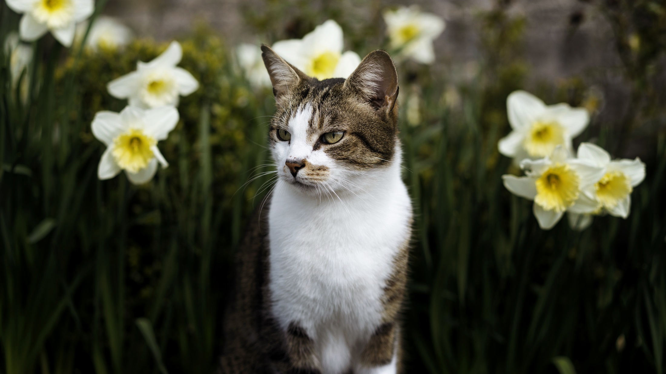 Free download wallpaper Cats, Flower, Cat, Animal, Daffodil on your PC desktop