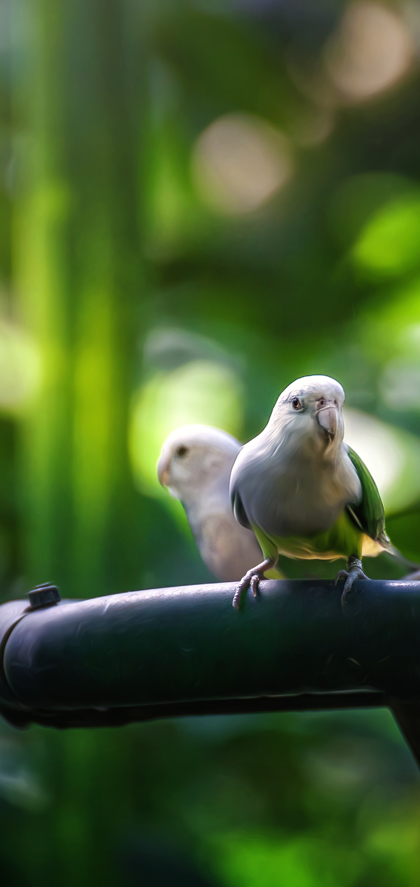 Free download wallpaper Birds, Bird, Animal, Bokeh, Budgerigar, Parrot on your PC desktop
