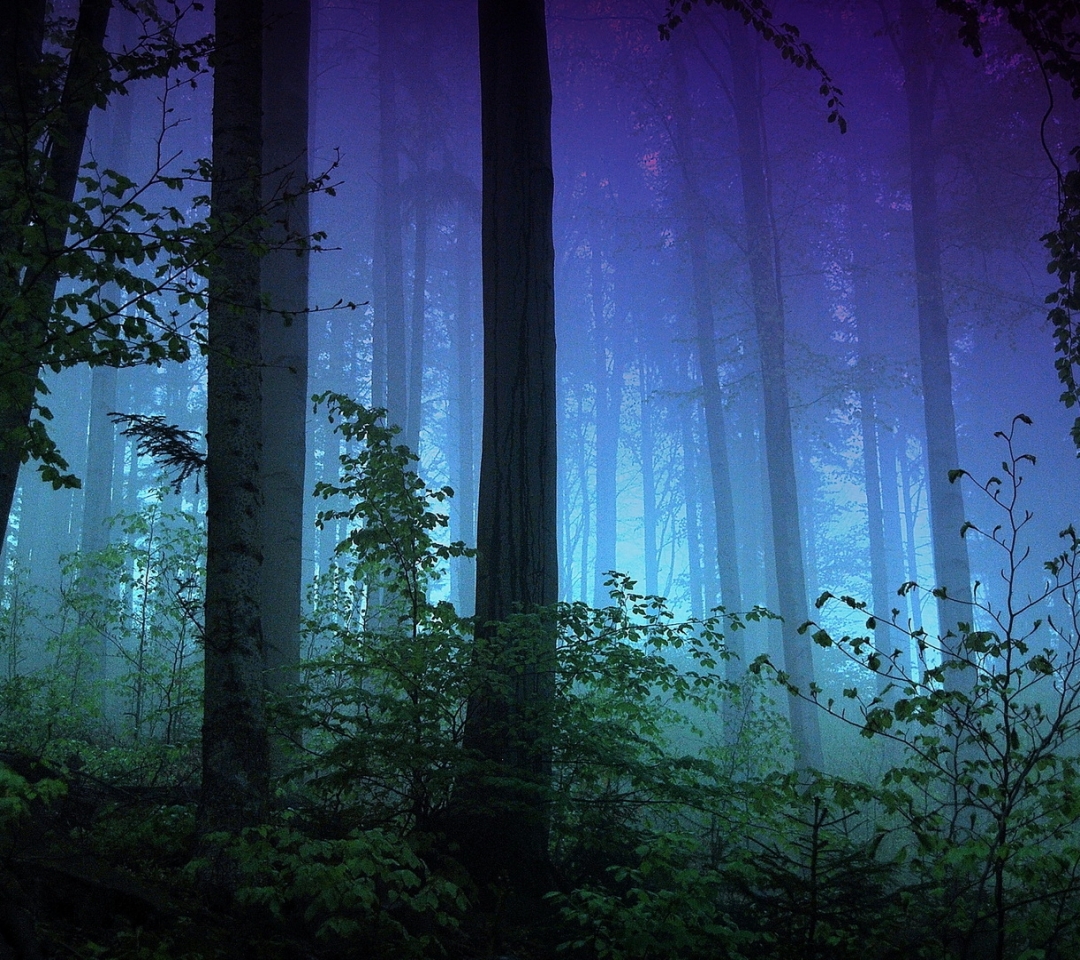 Download mobile wallpaper Forest, Fog, Earth for free.