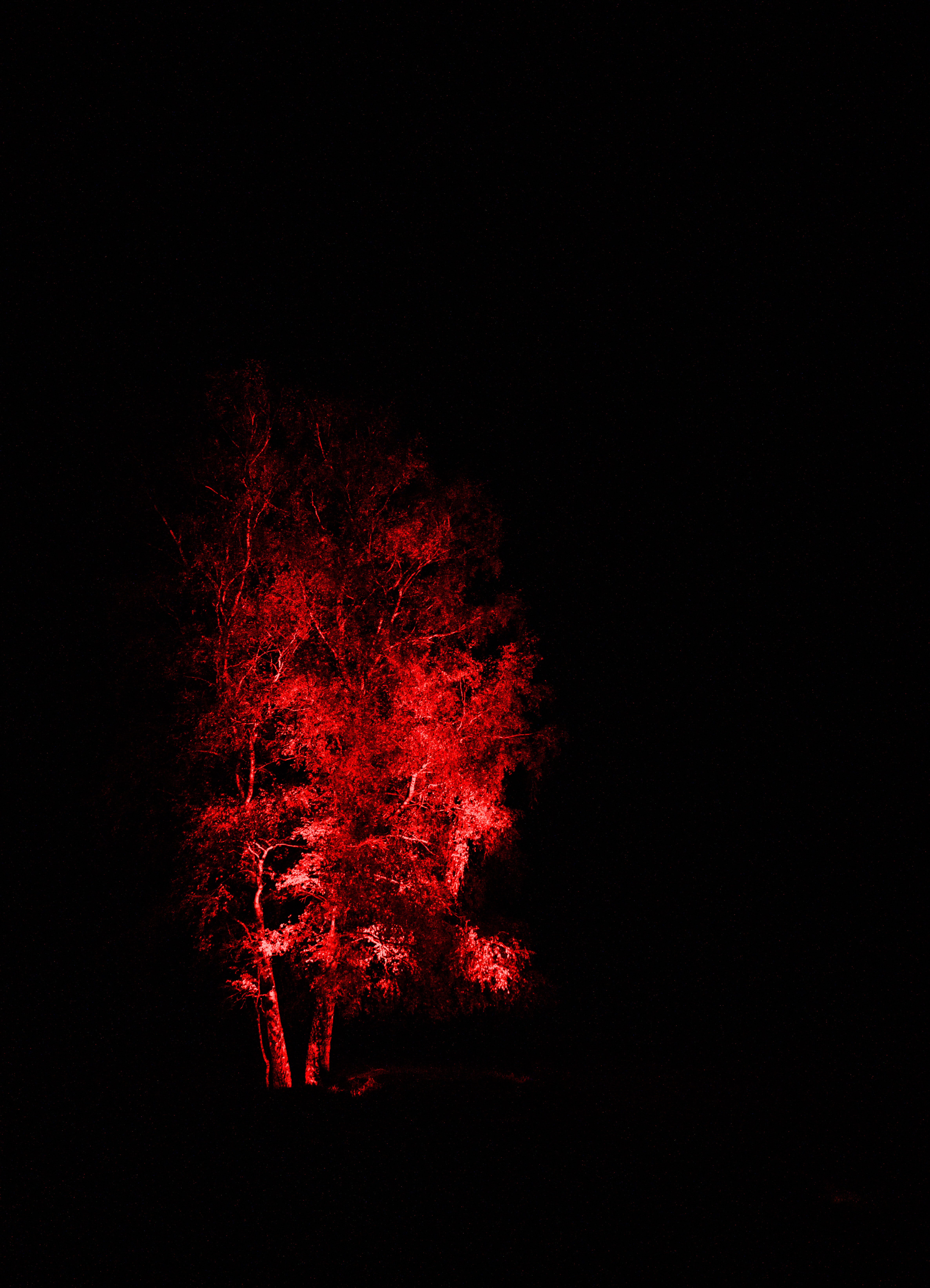 66636 скачать обои черные, подсветка, красный, дерево, темный - заставки и картинки бесплатно