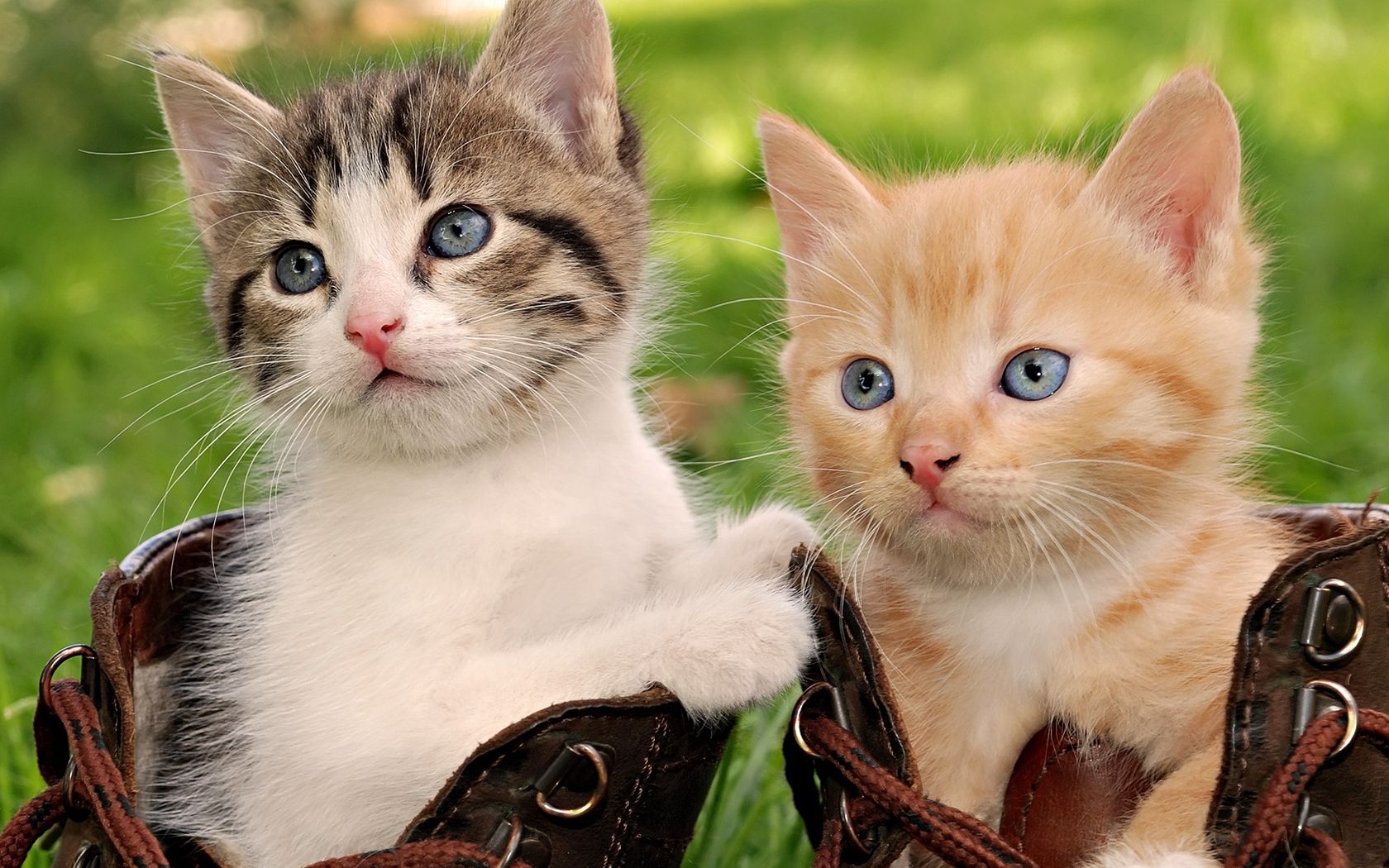 kittens, animals, sit, couple, pair, playful, boots, shoes