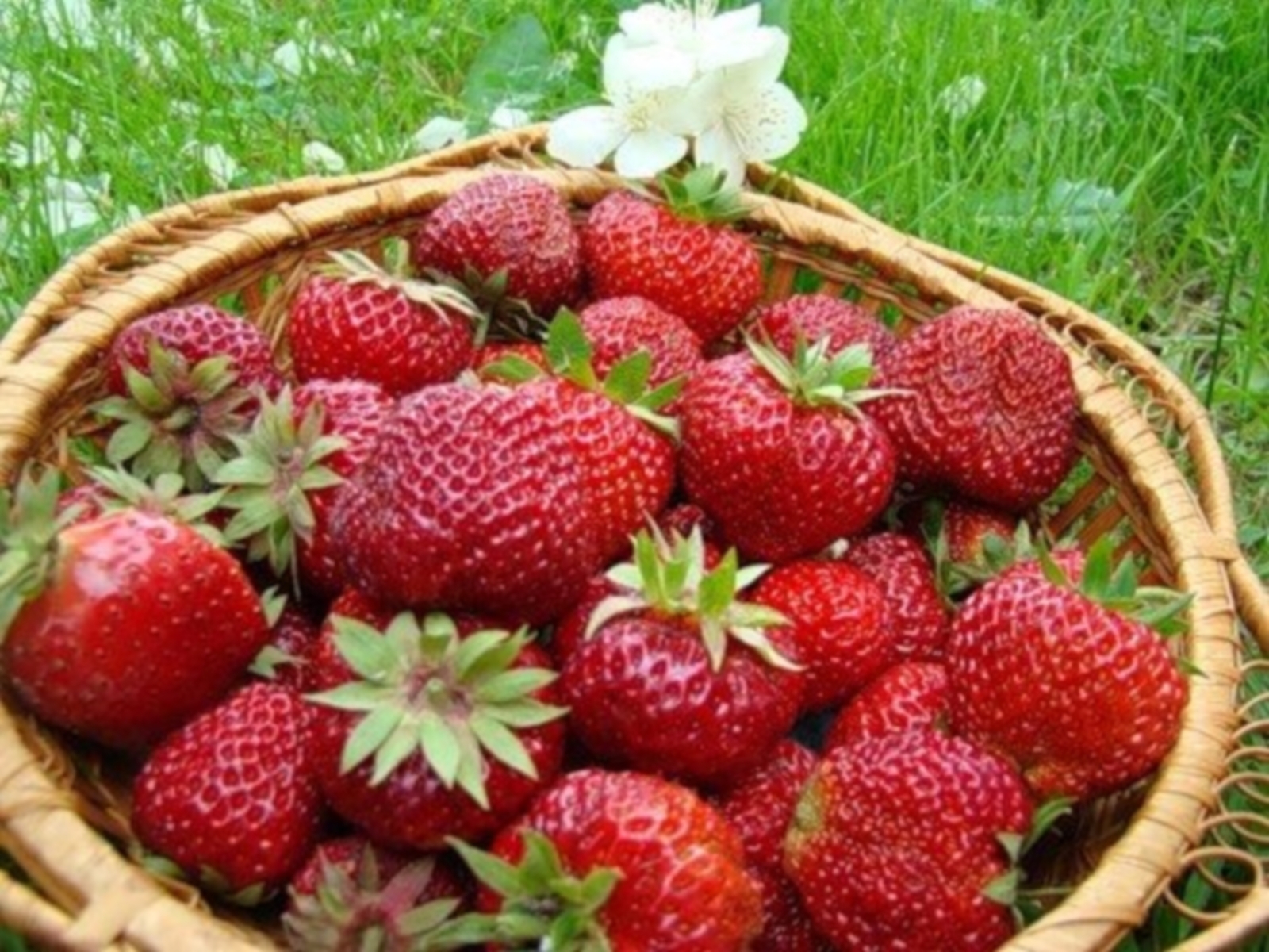 Free download wallpaper Plants, Food, Berries, Strawberry, Fruits on your PC desktop