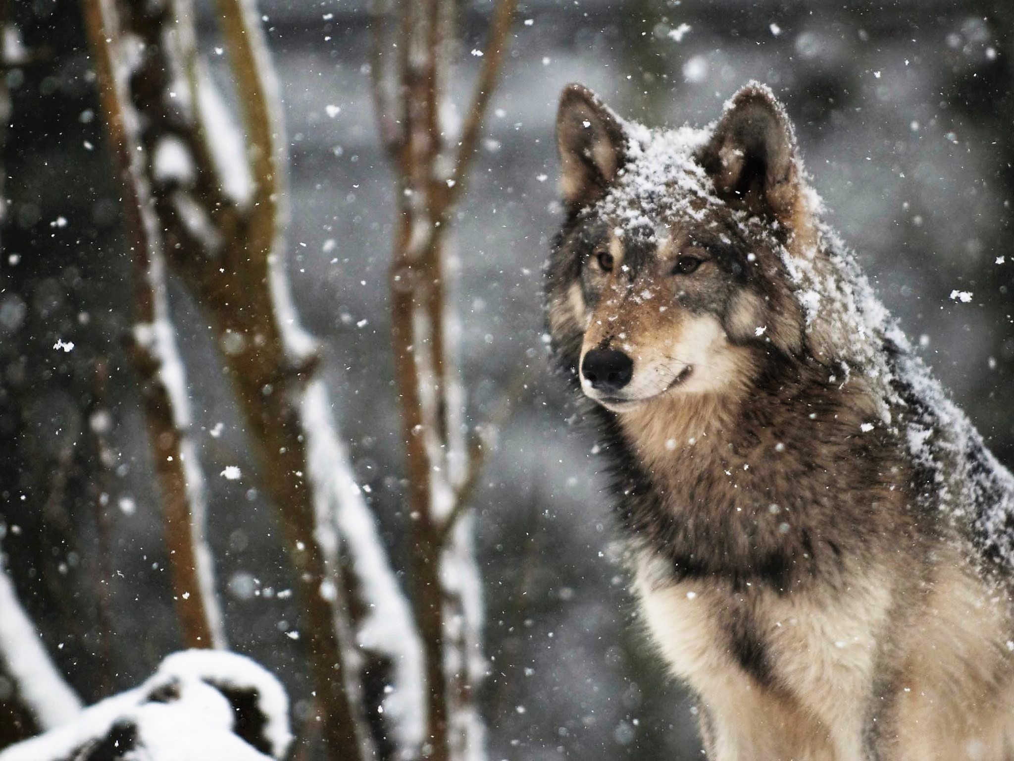 Download mobile wallpaper Winter, Snow, Wolf, Animal, Snowfall for free.