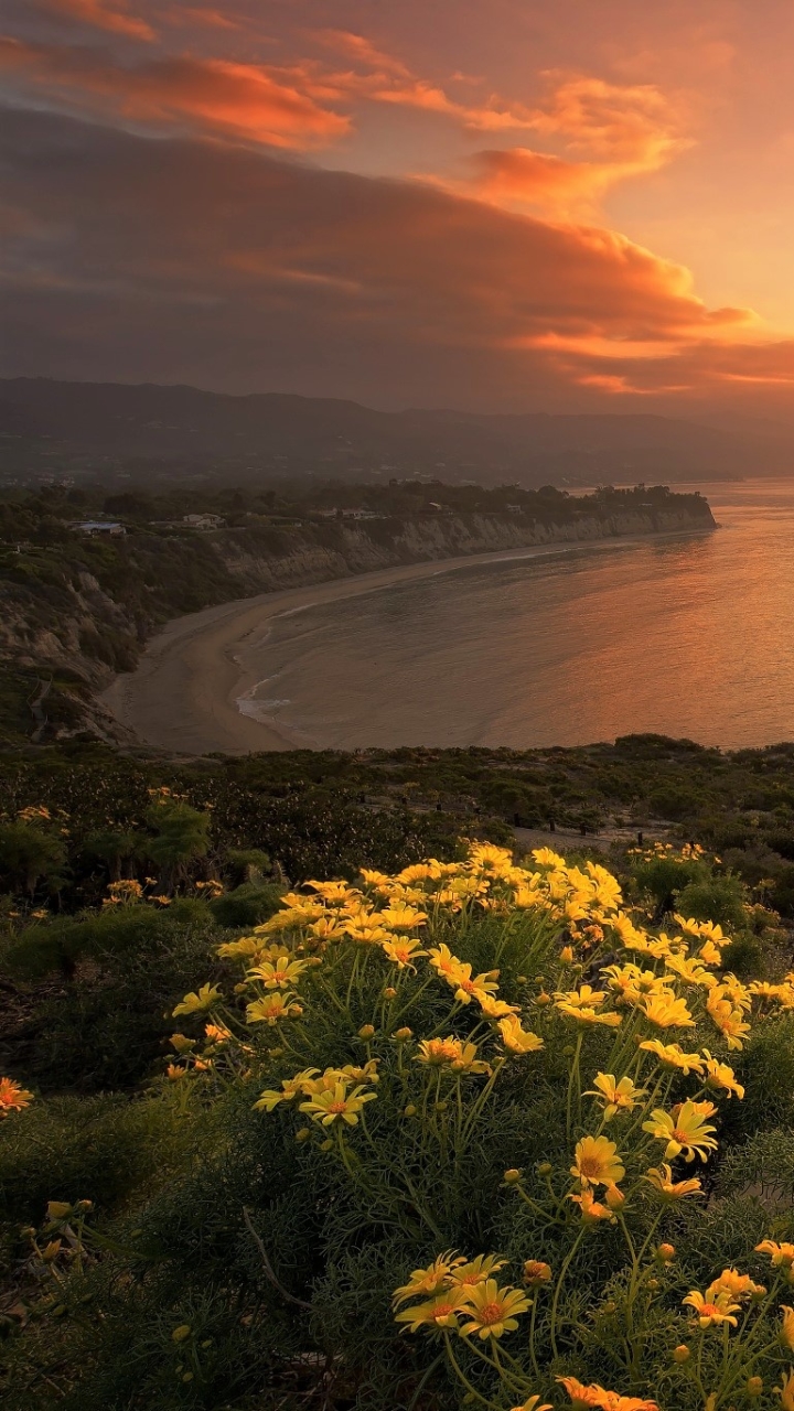 Download mobile wallpaper Sunset, Sea, Horizon, Flower, Ocean, Earth, Coastline, Daisy, Yellow Flower for free.