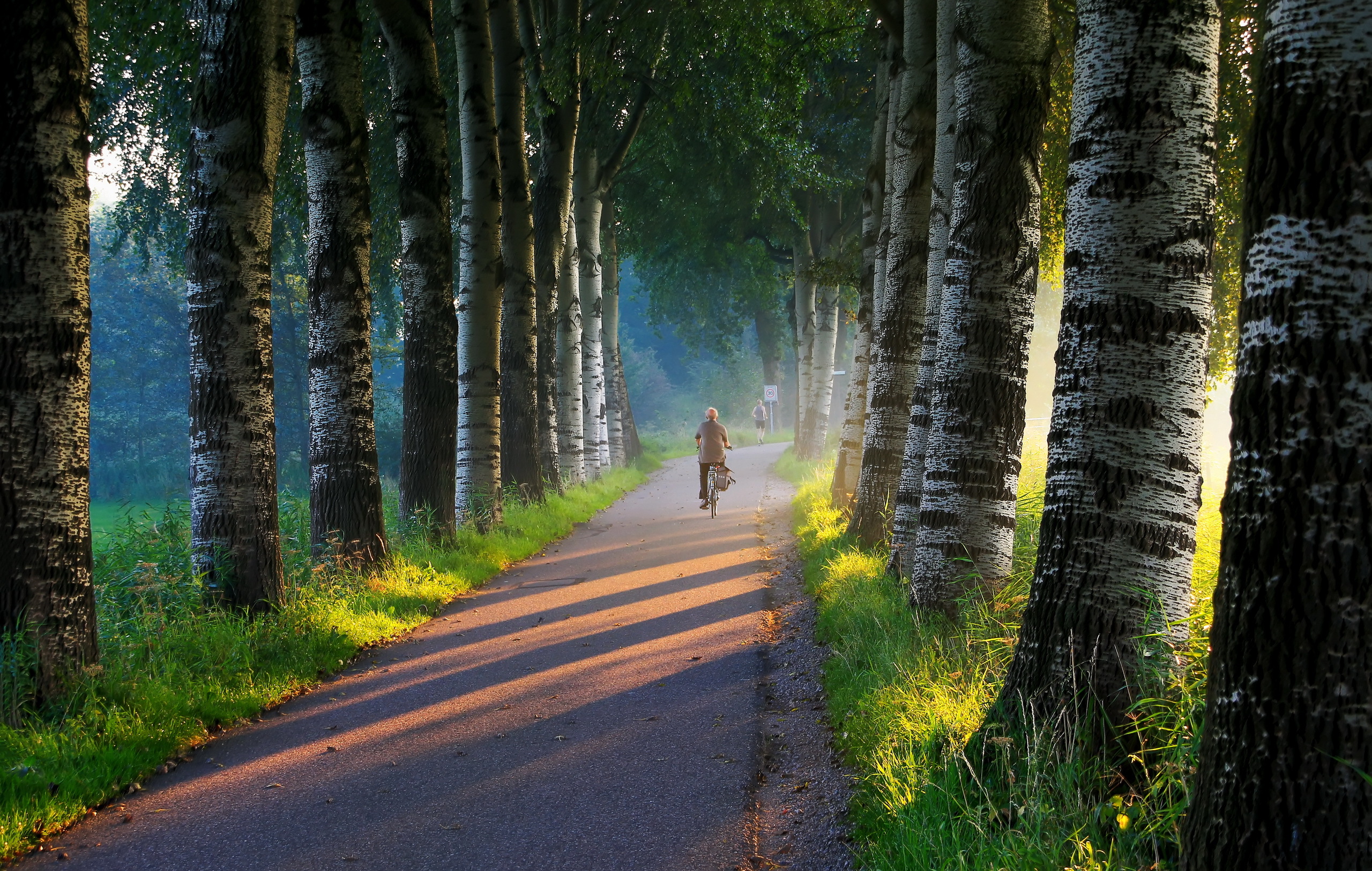 Download mobile wallpaper Road, Tree, Bicycle, Man Made, Tree Lined for free.