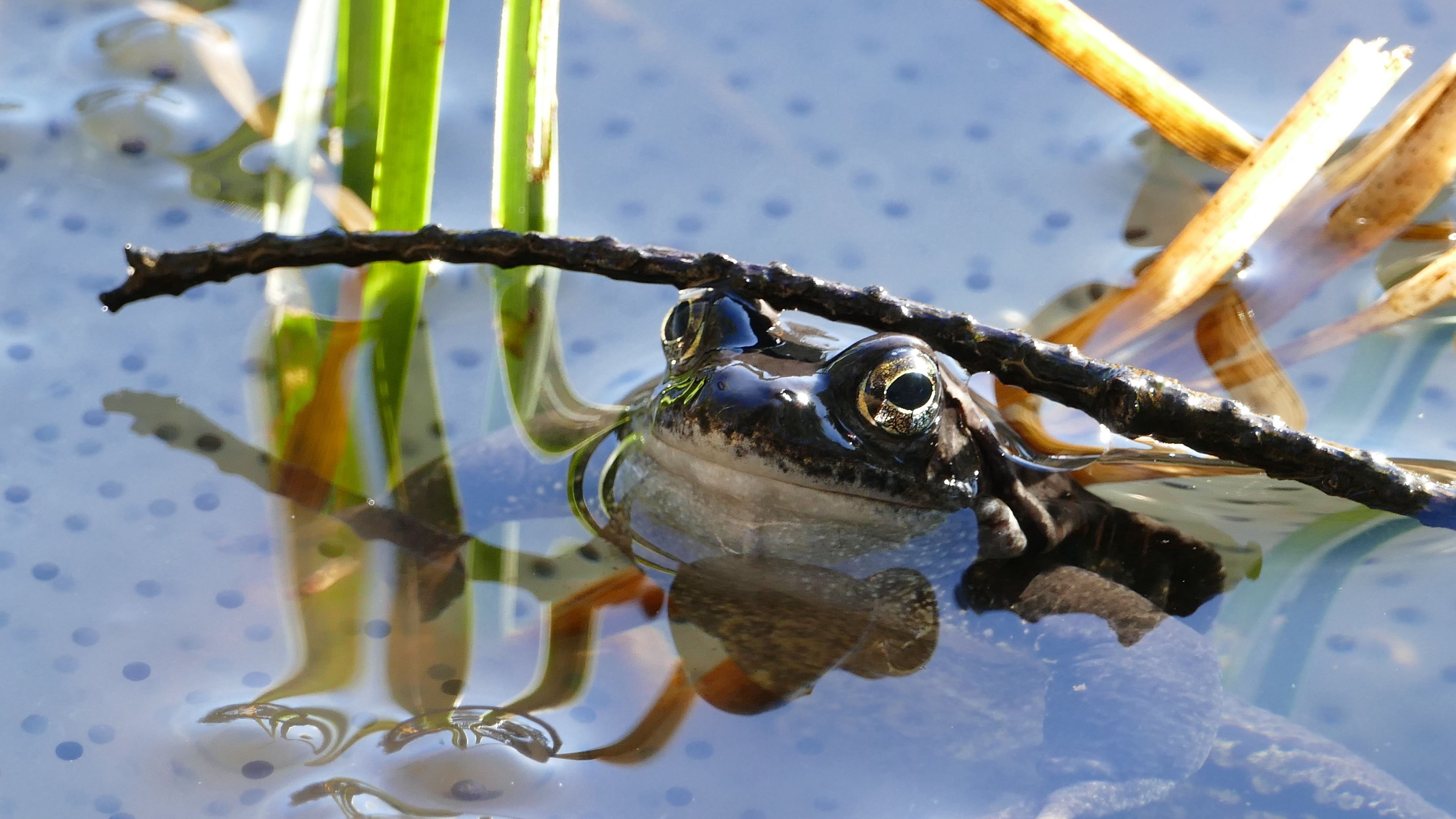 Laden Sie das Teich, Amphibie, Tiere, Amphibien, Frosch-Bild kostenlos auf Ihren PC-Desktop herunter