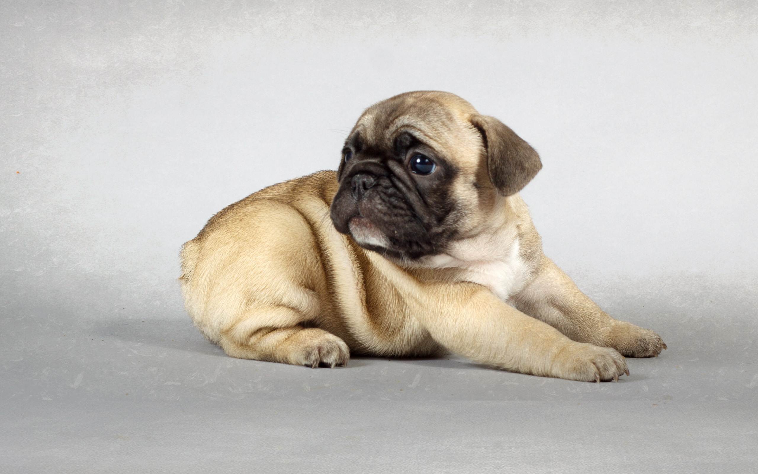 Free download wallpaper Puppy, Dogs, Animal on your PC desktop