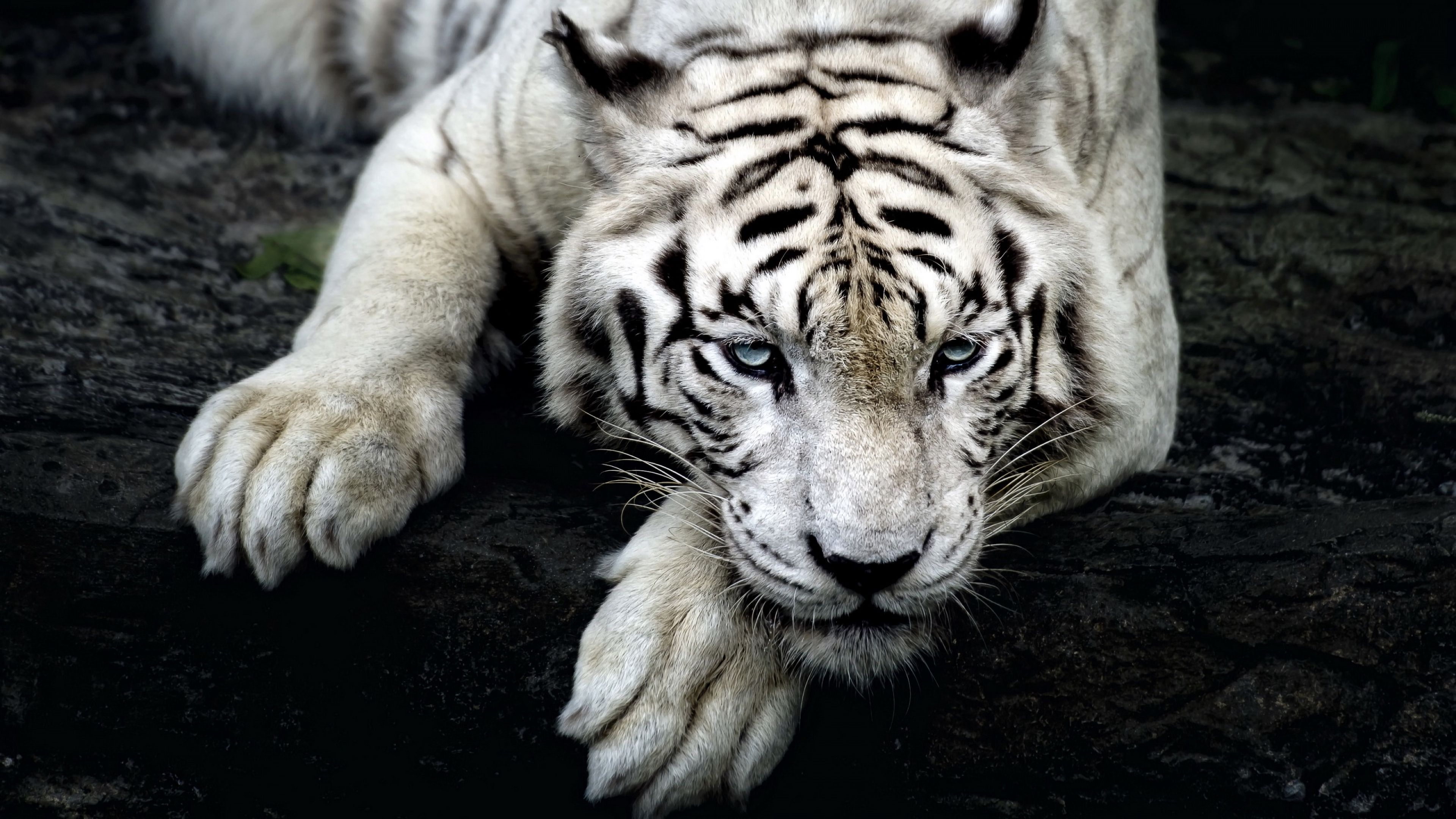 109956 скачать обои белый тигр, тигр, хищник, взгляд, животные, лапа - заставки и картинки бесплатно