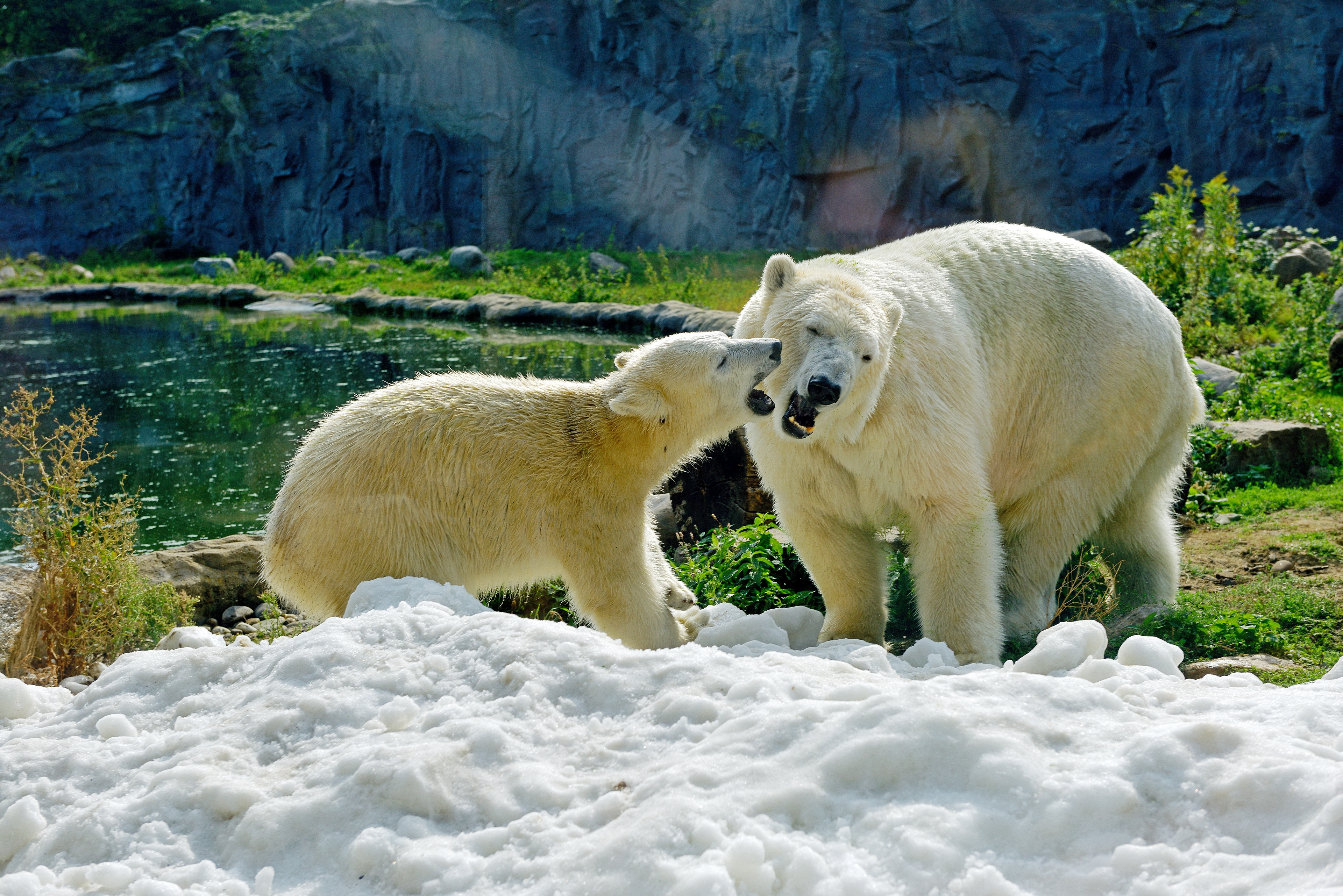 Baixe gratuitamente a imagem Animais, Urso Polar, Ursos, Animal Bebê, Filhote na área de trabalho do seu PC
