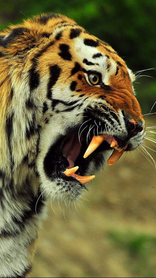 Téléchargez des papiers peints mobile Chats, Animaux, Tigre gratuitement.