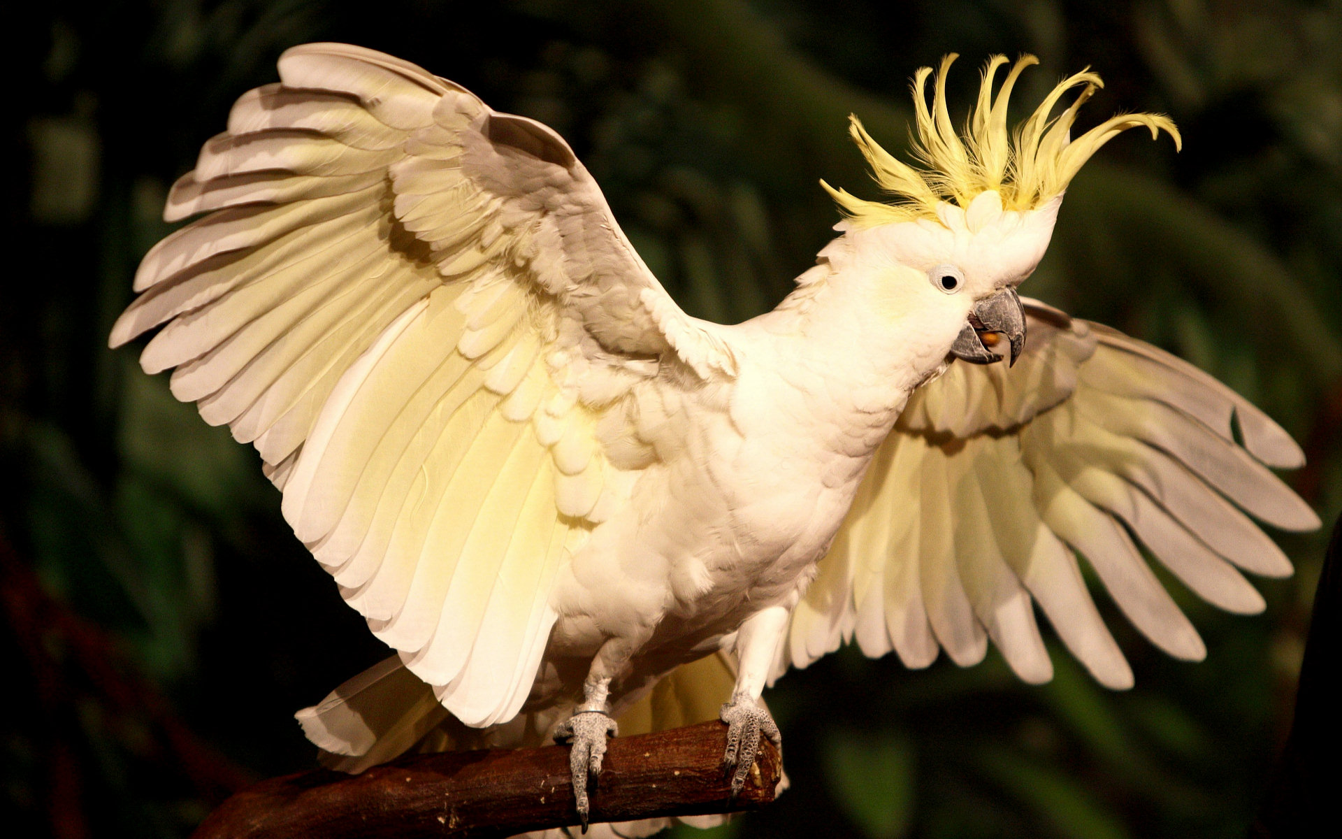 Download mobile wallpaper Animal, Sulphur Crested Cockatoo for free.