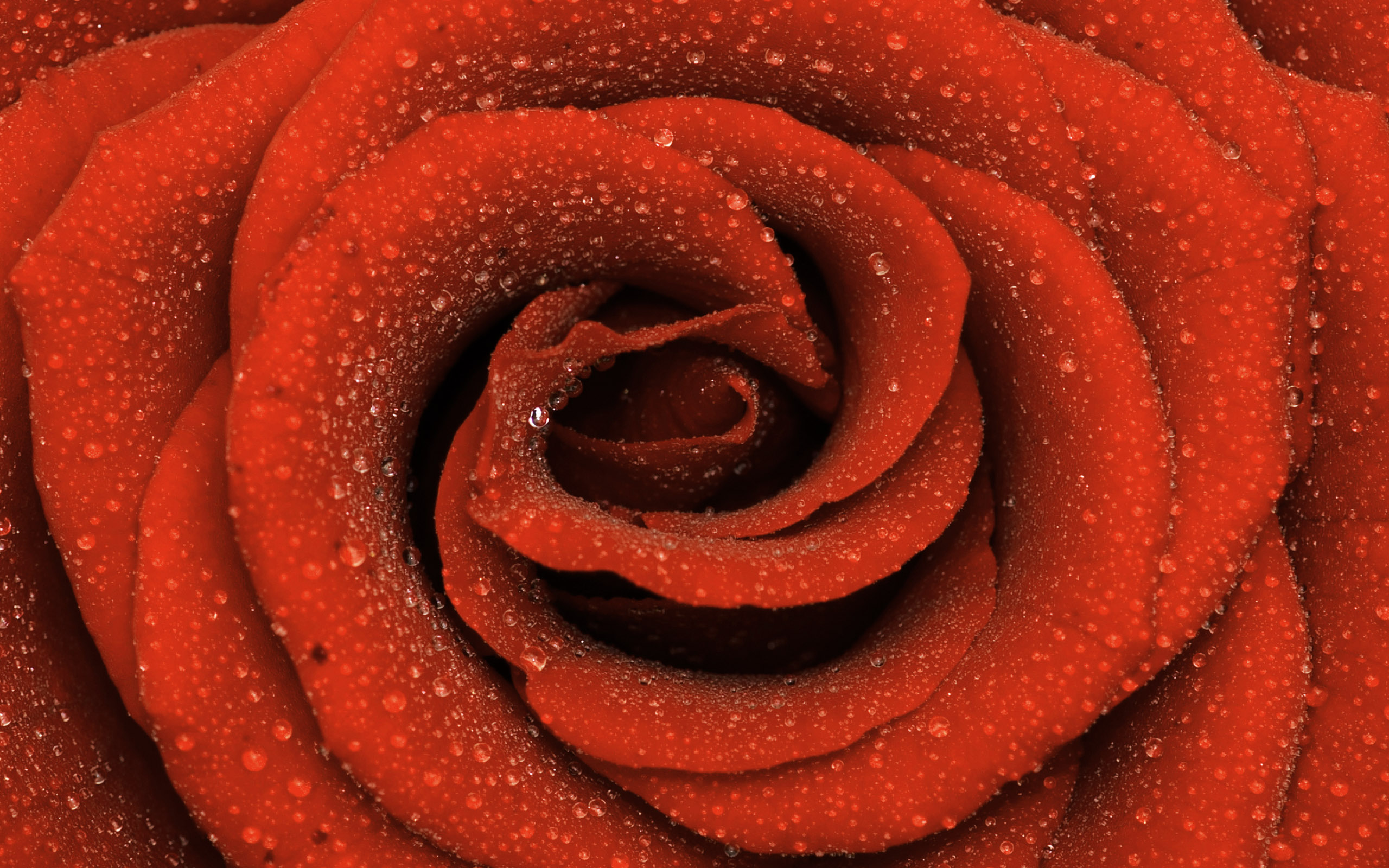 Download mobile wallpaper Water Drop, Red Rose, Flowers, Flower, Rose, Earth for free.