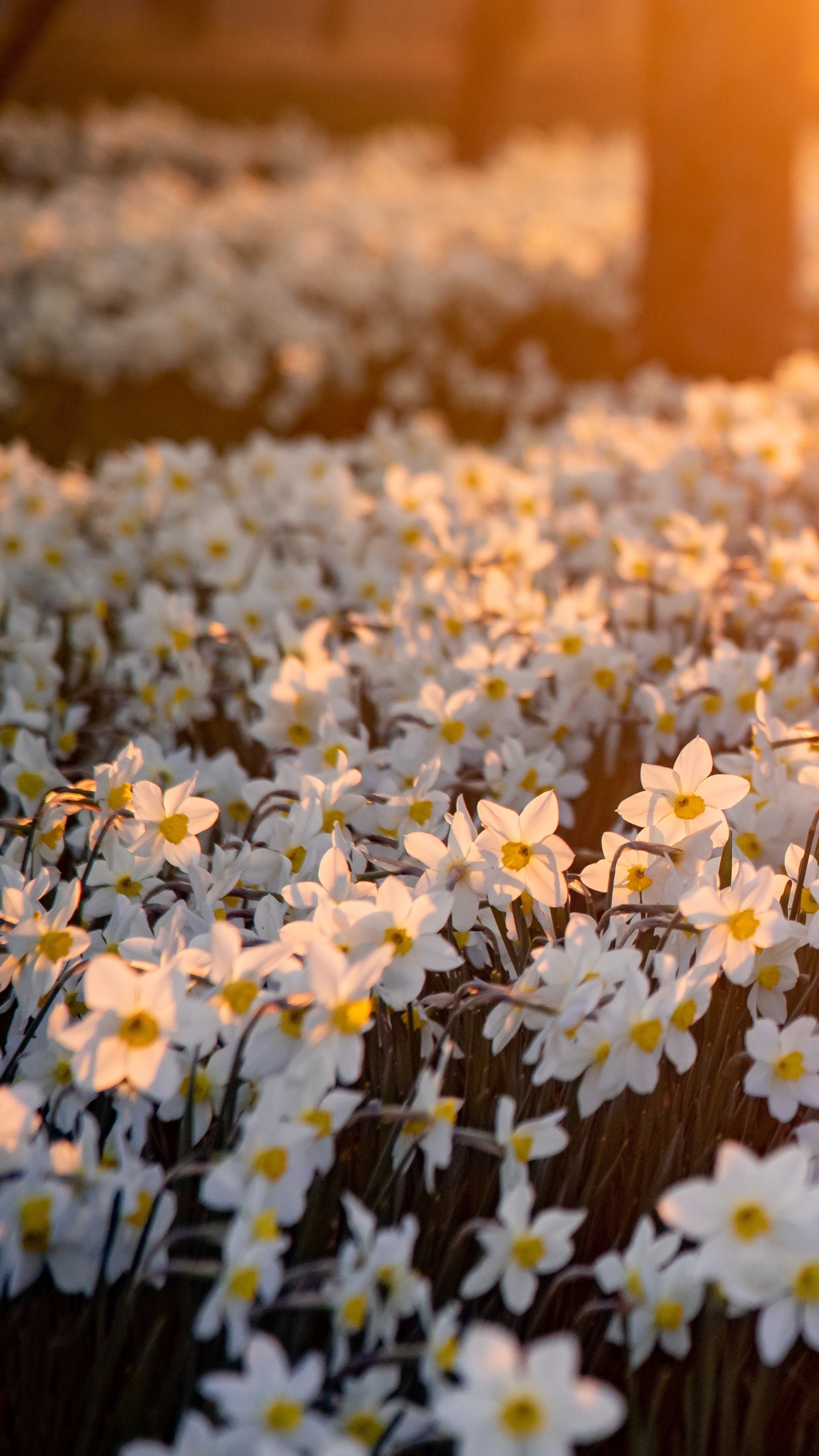 Baixe gratuitamente a imagem Natureza, Flores, Flor, Primavera, Flor Branca, Terra/natureza, Narcissus na área de trabalho do seu PC