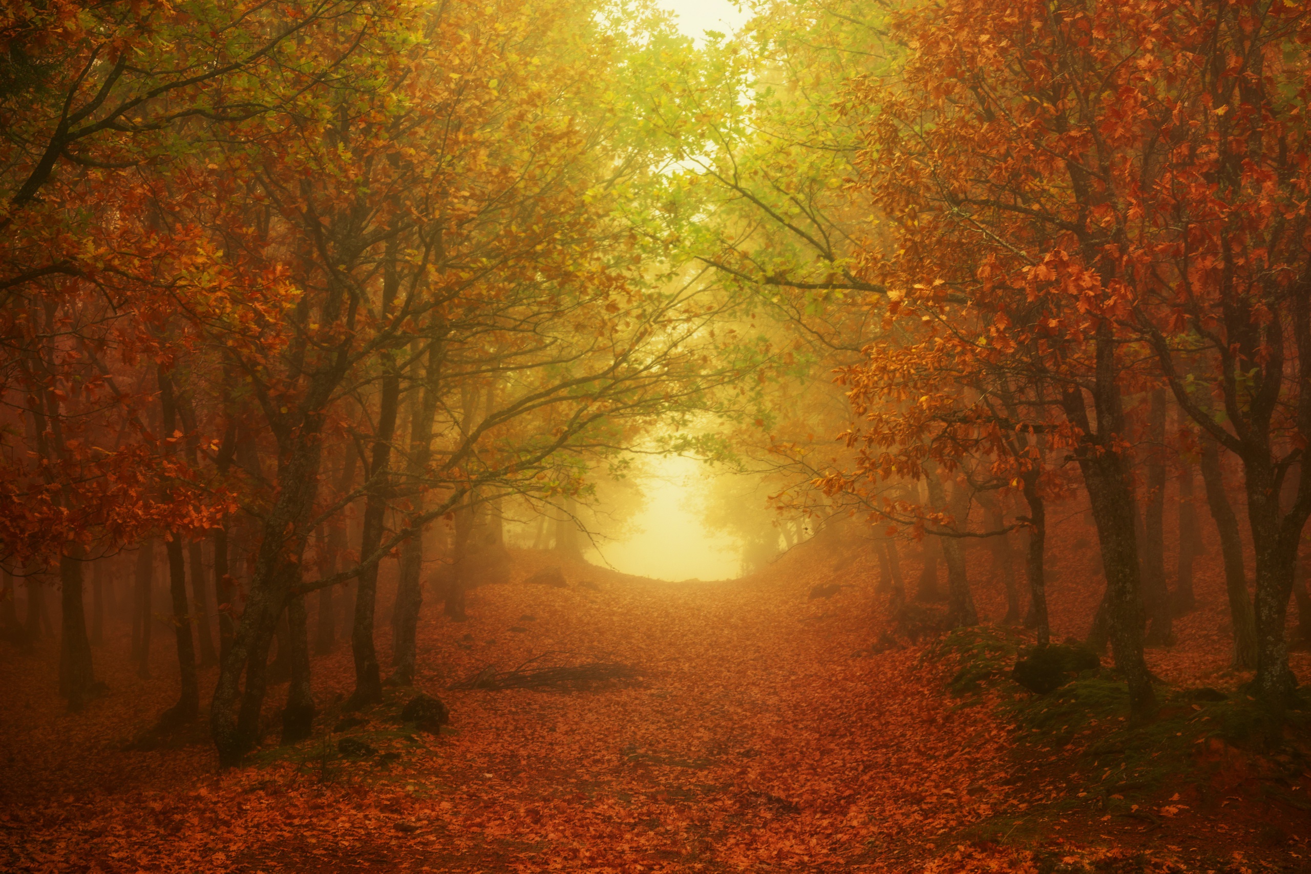 Téléchargez gratuitement l'image Forêt, Arbre, Brouillard, Chemin, La Nature, Terre/nature sur le bureau de votre PC