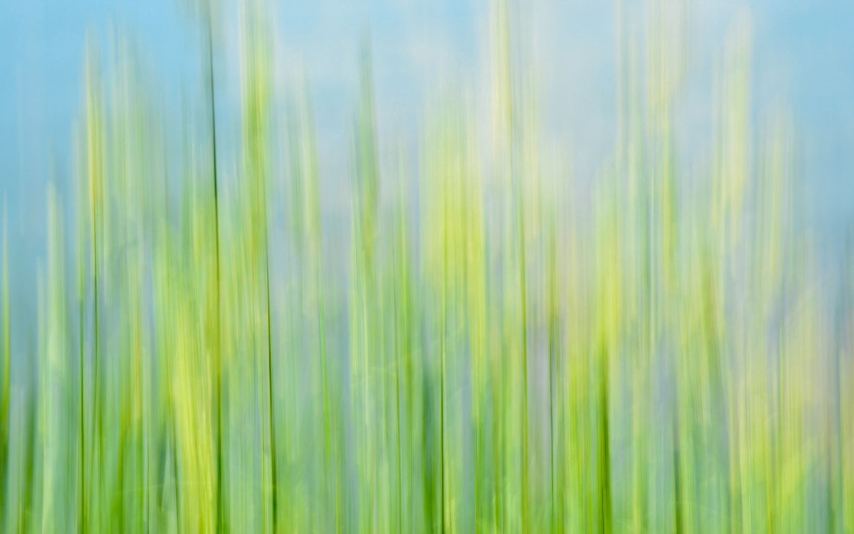 Laden Sie das Grass, Makro, Unschärfe, Glatt-Bild kostenlos auf Ihren PC-Desktop herunter